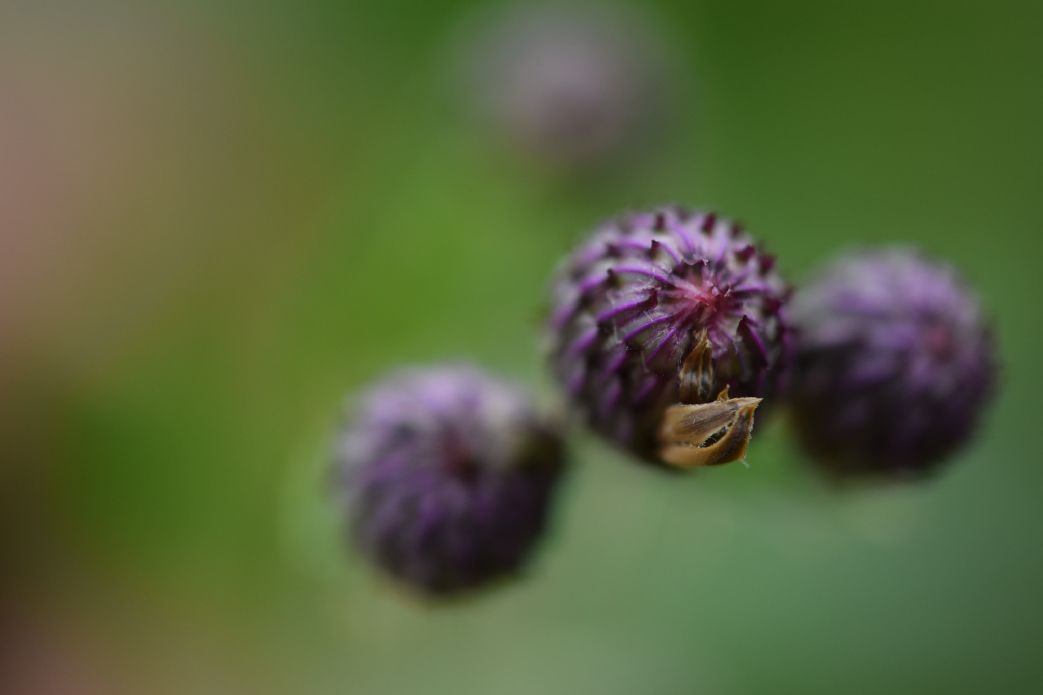 Nikon AF-S DX Micro-Nikkor 85mm F3.5G ED VR sample photo. About to bloom photography