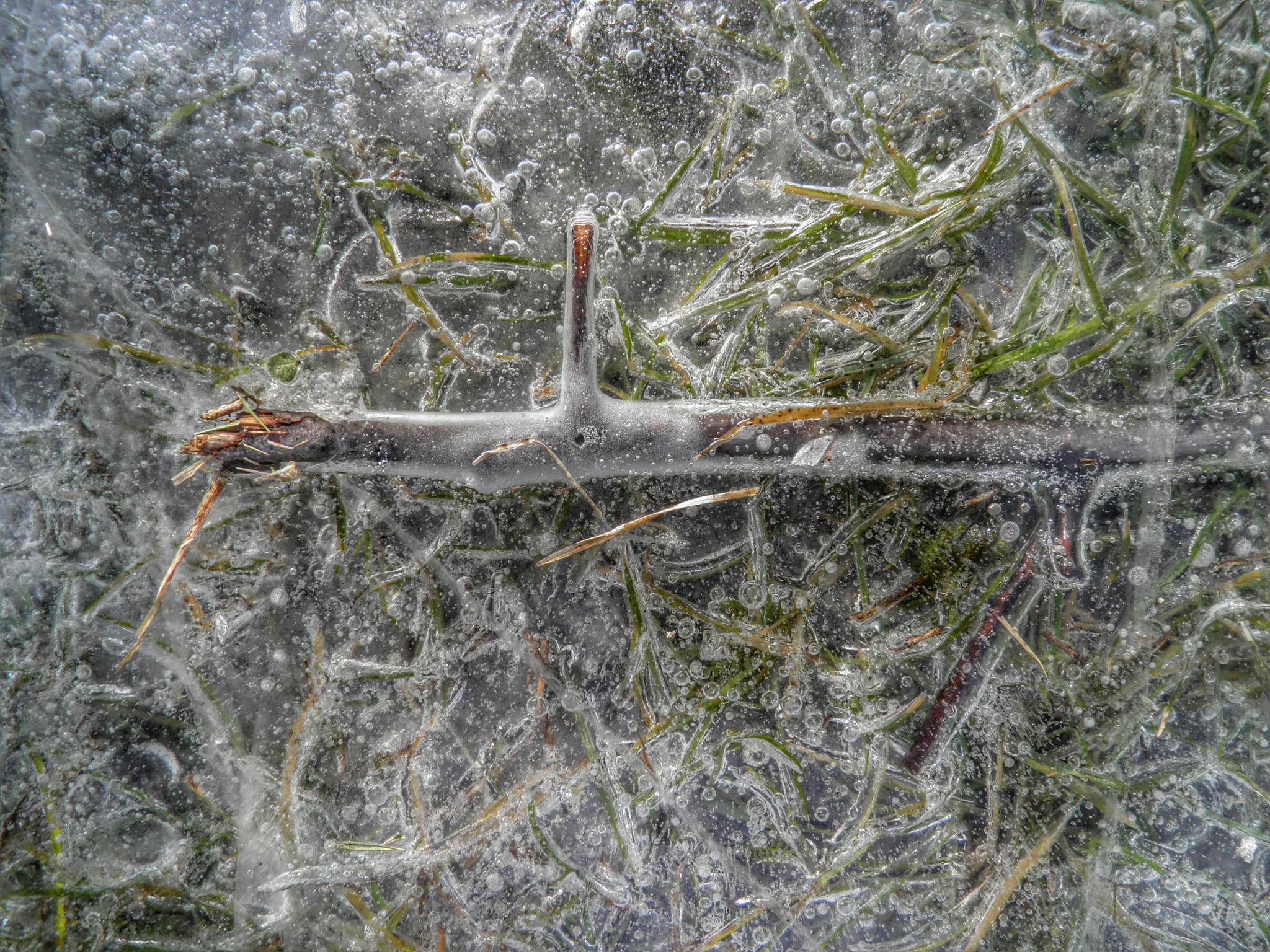 Olympus SP800UZ sample photo. Iced grass photography