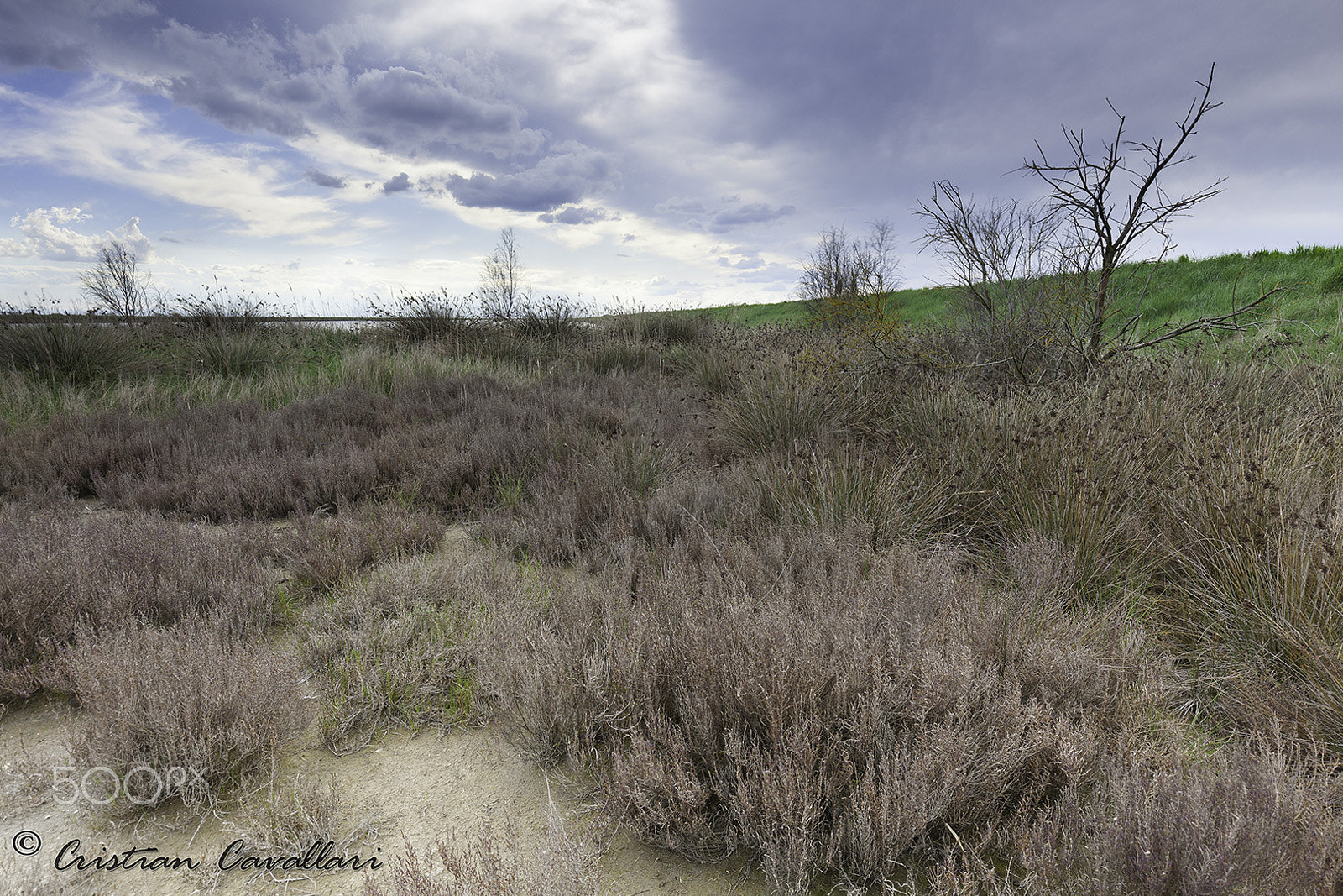 Canon EF 16-35mm F4L IS USM sample photo. Bushes. photography