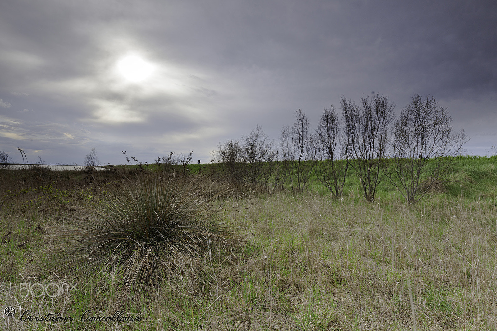 Canon EF 16-35mm F4L IS USM sample photo. Bushe. photography