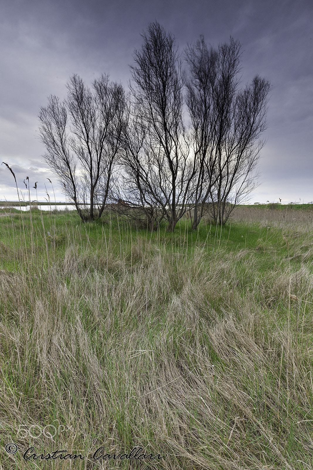 Canon EF 16-35mm F4L IS USM sample photo. Trees. photography