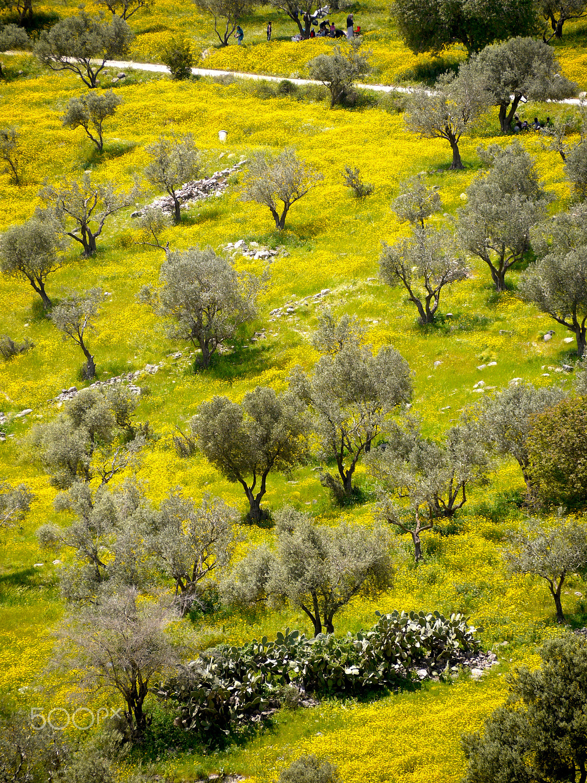 Panasonic Lumix G Vario 45-200mm F4-5.6 OIS sample photo. Jordan in spring - umm qais photography