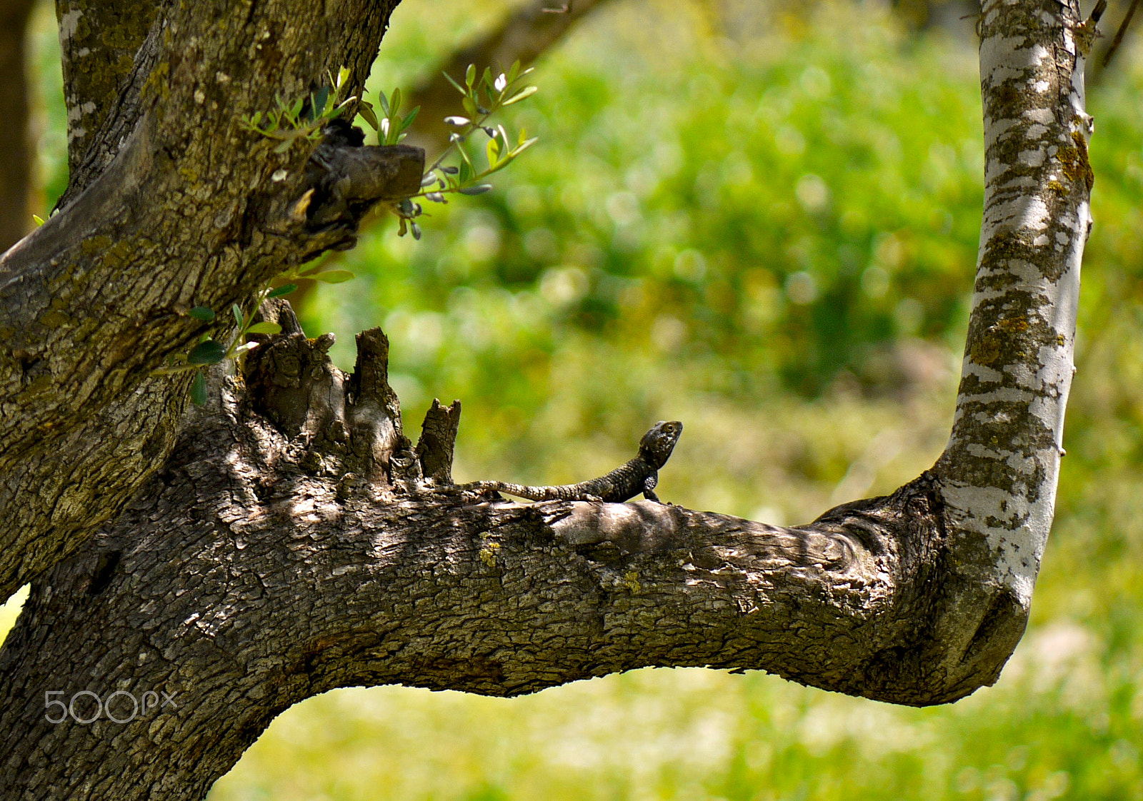 Panasonic Lumix DMC-G1 + Panasonic Lumix G Vario 45-200mm F4-5.6 OIS sample photo. Starred agama - umm qais, jordan. photography