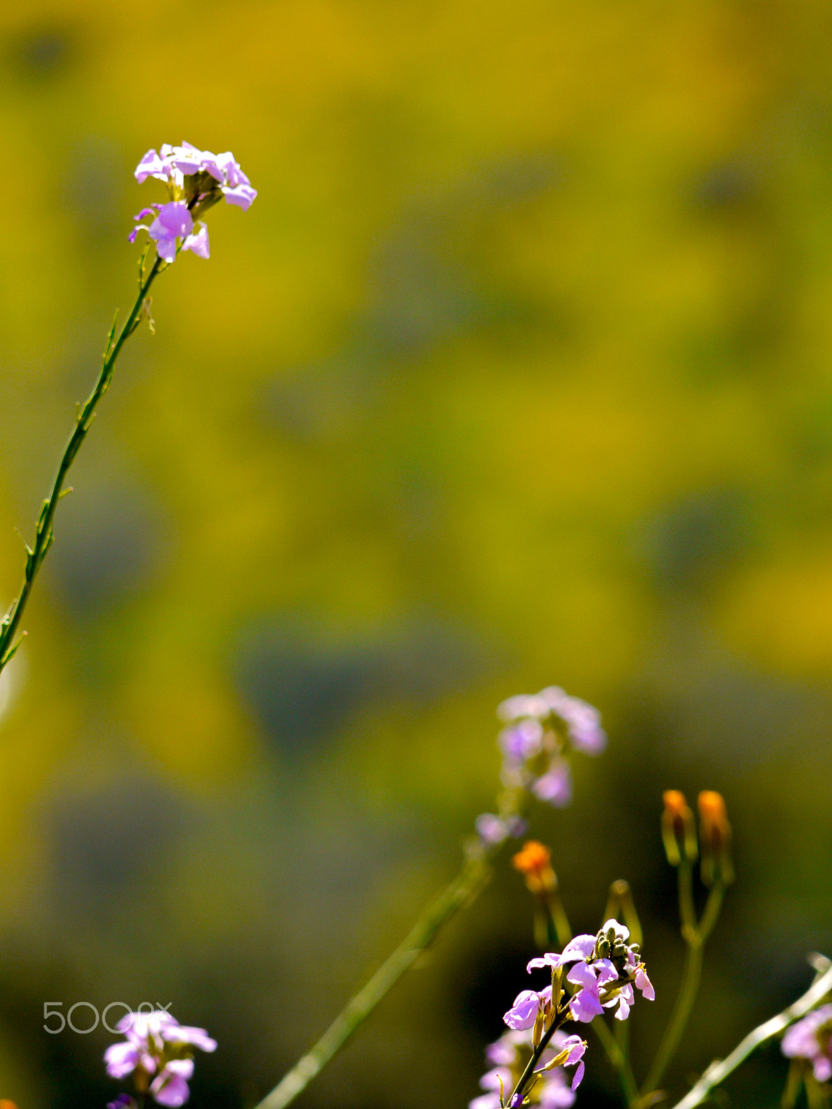 Panasonic Lumix G Vario 45-200mm F4-5.6 OIS sample photo. Jordan in spring - umm qais photography