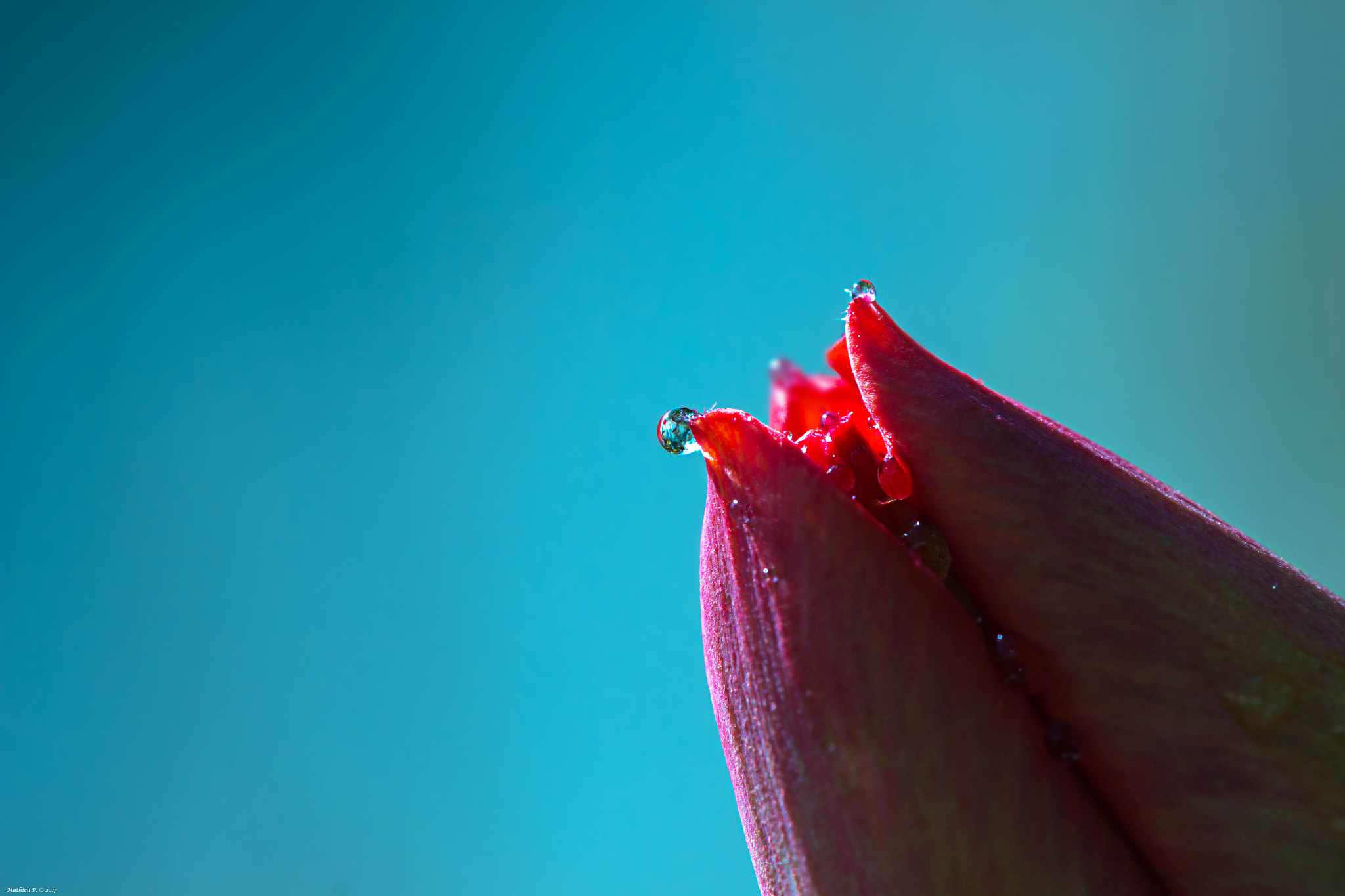 Canon EF 100mm F2.8L Macro IS USM sample photo. "humide" photography