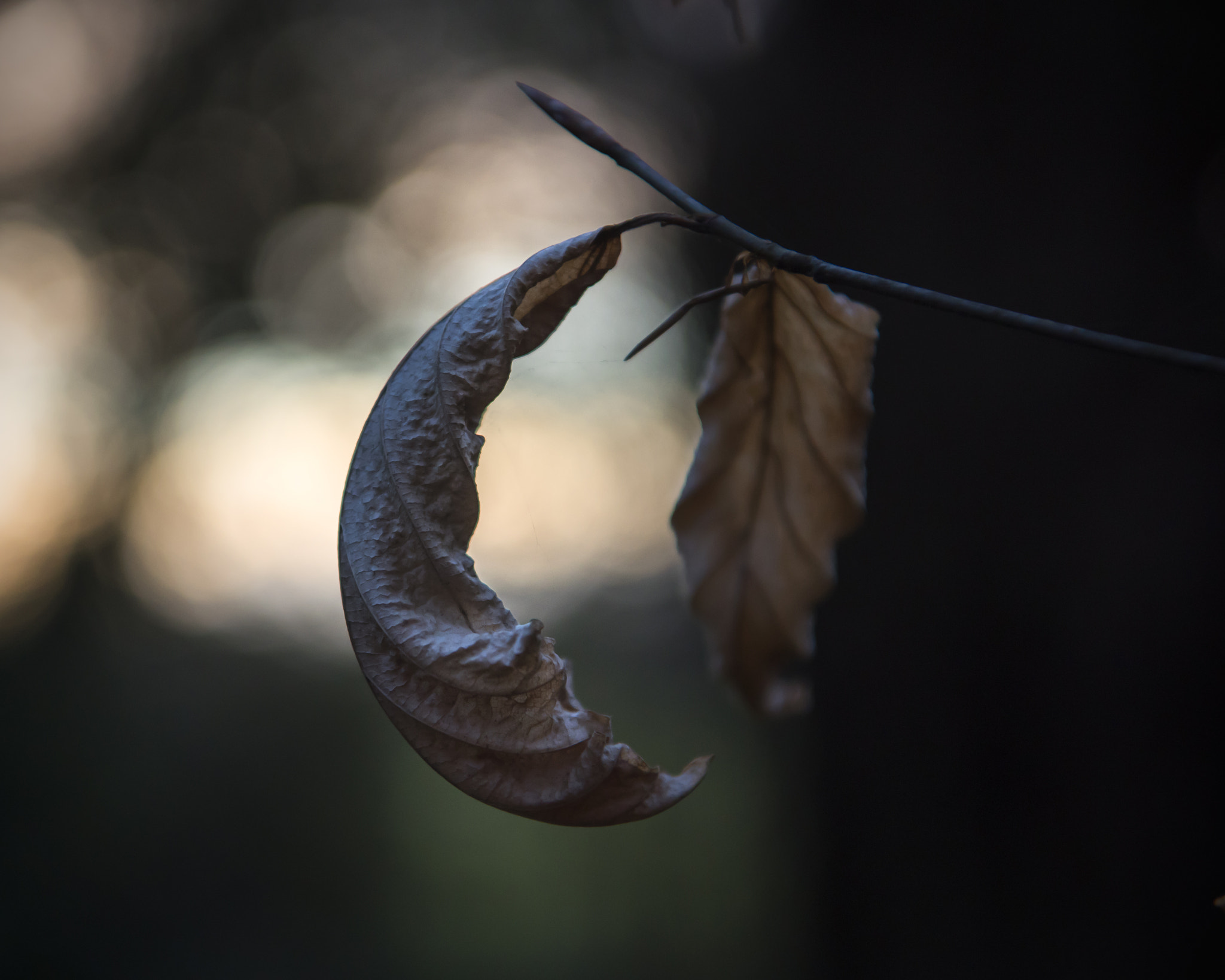 Nikon AF-S Nikkor 24-70mm F2.8E ED VR sample photo. Outlasted the winter photography