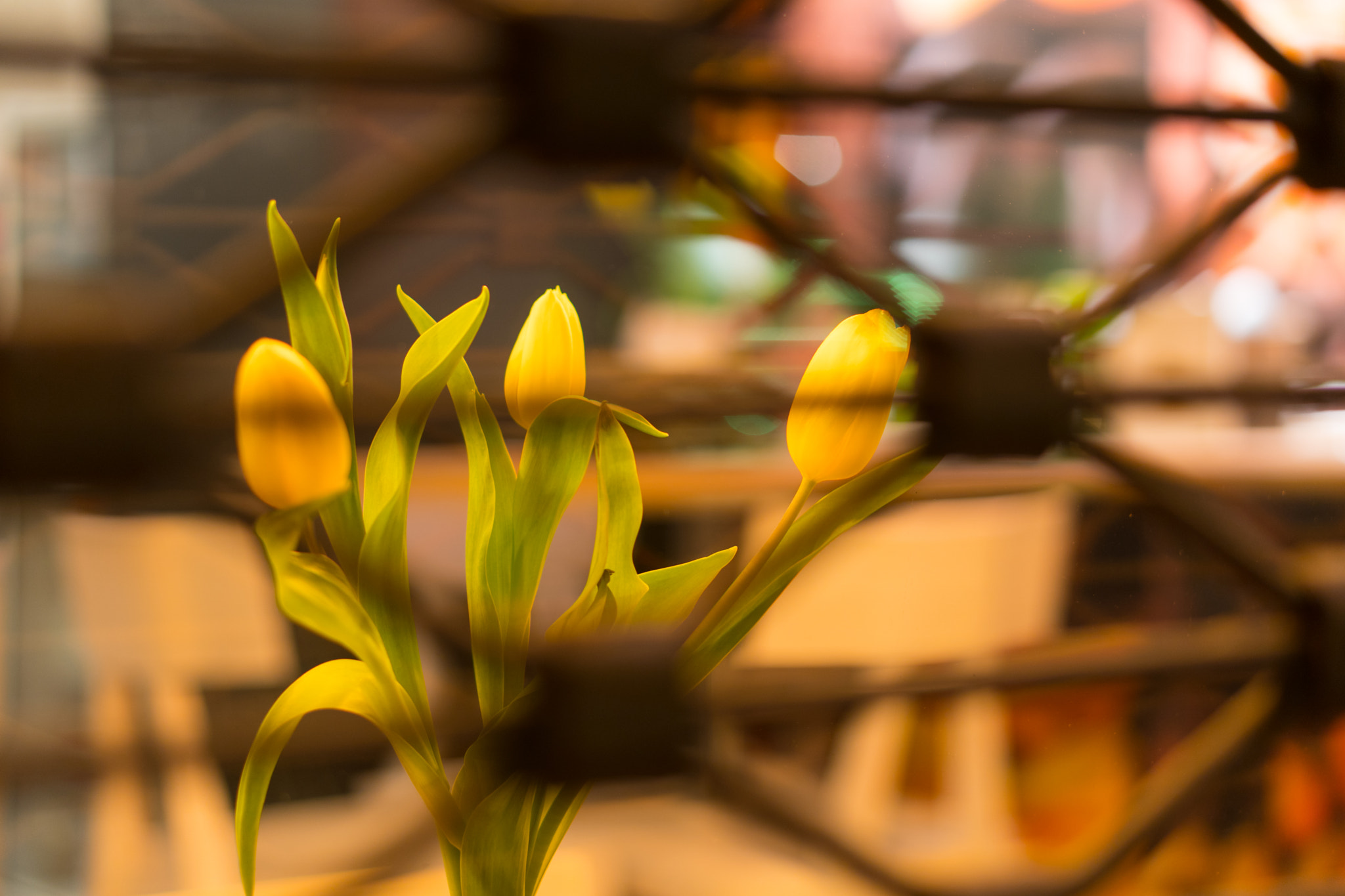 Sony a6500 sample photo. Tulips behind bars photography