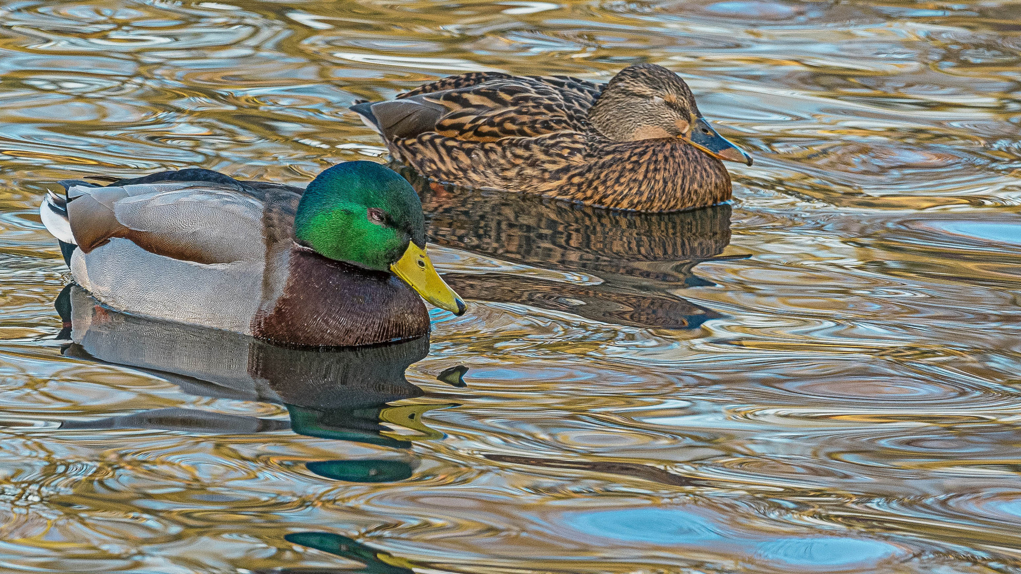 Sony a7R II + Sony FE 70-200mm F4 G OSS sample photo. Enten-pärchen photography