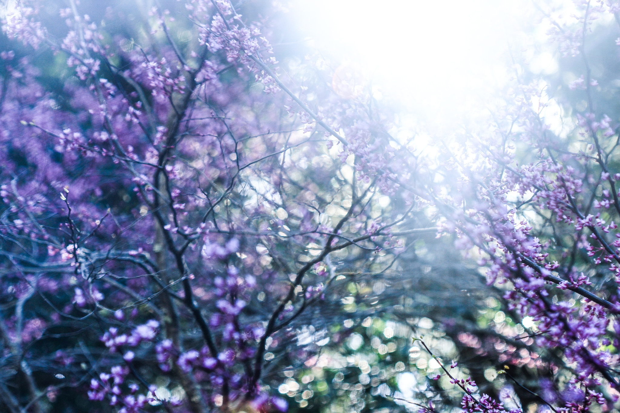 Canon EOS 7D sample photo. Waking from dreams into the dreamy spring photography