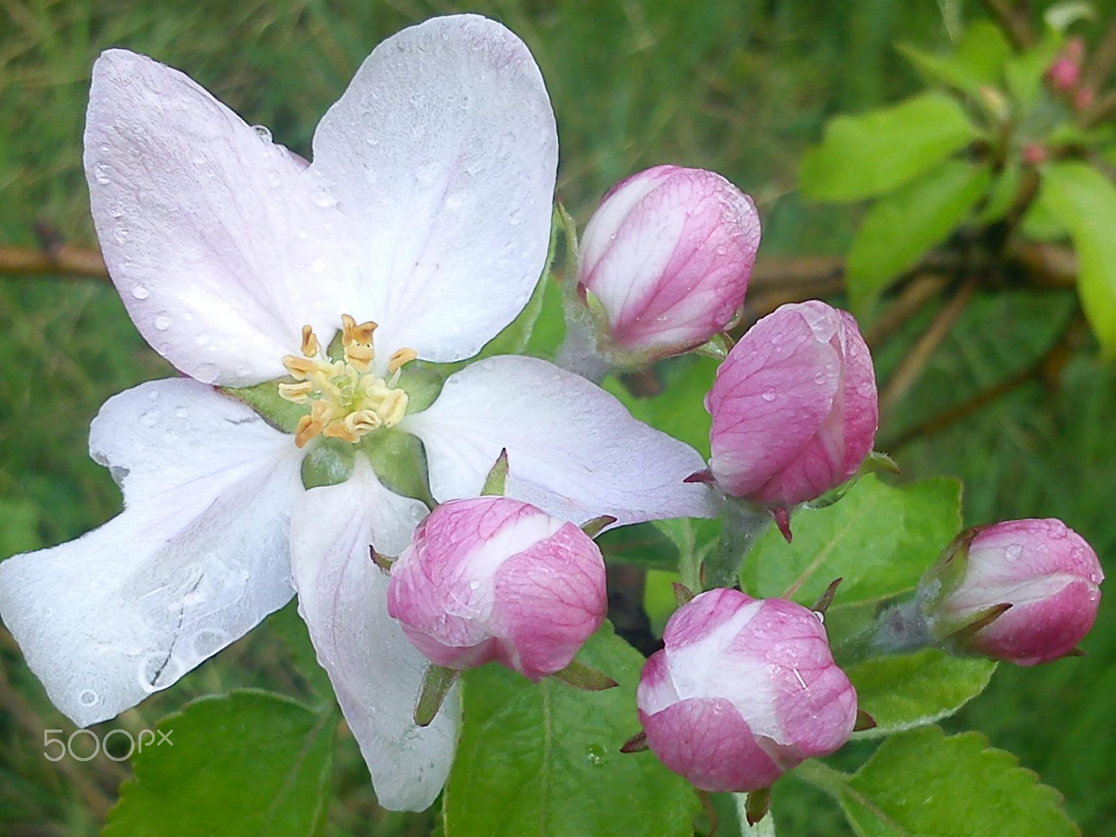 Sony Ericsson J10i2 sample photo. Rainy apple imp photography