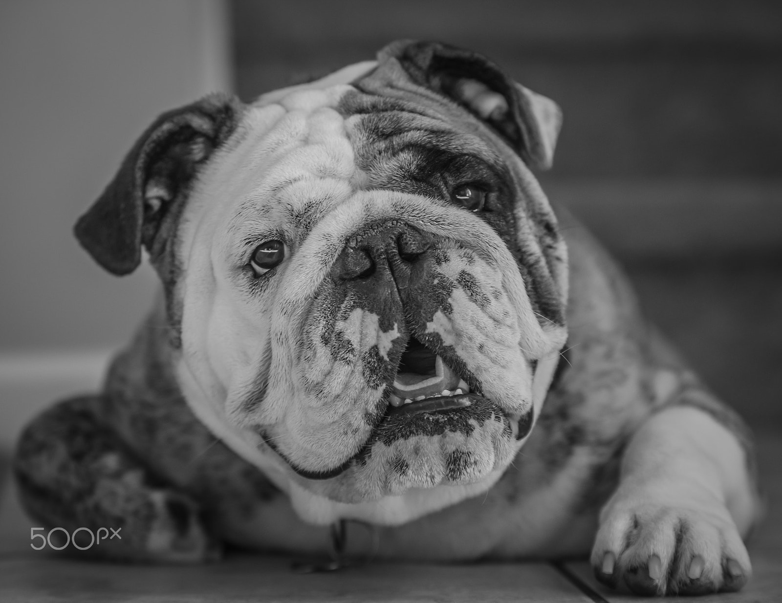 Sigma 70-200mm F2.8 EX DG OS HSM sample photo. Roo photography