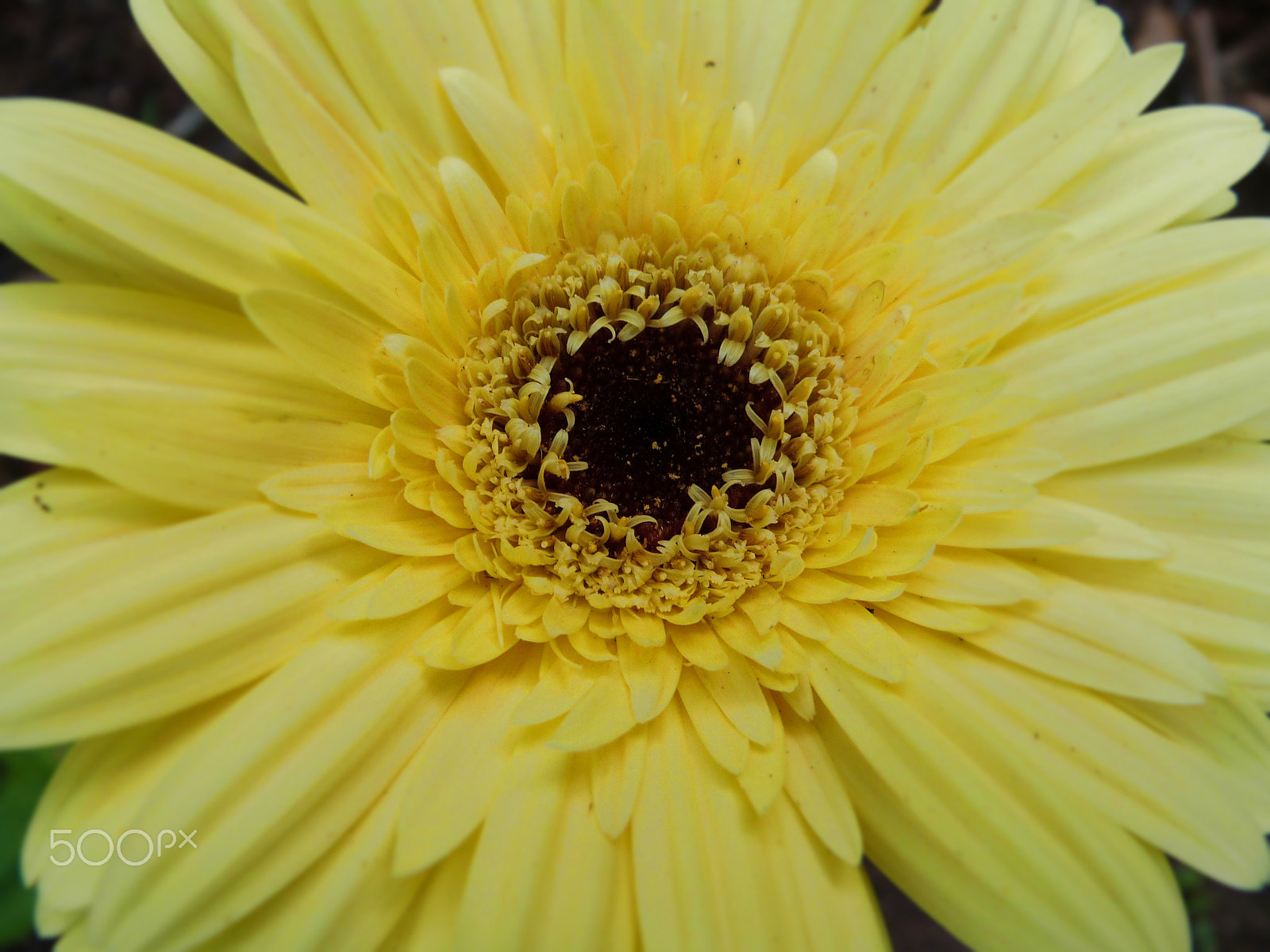 Panasonic Lumix DMC-FZ47 (Lumix DMC-FZ48) sample photo. Gerbera amarela photography