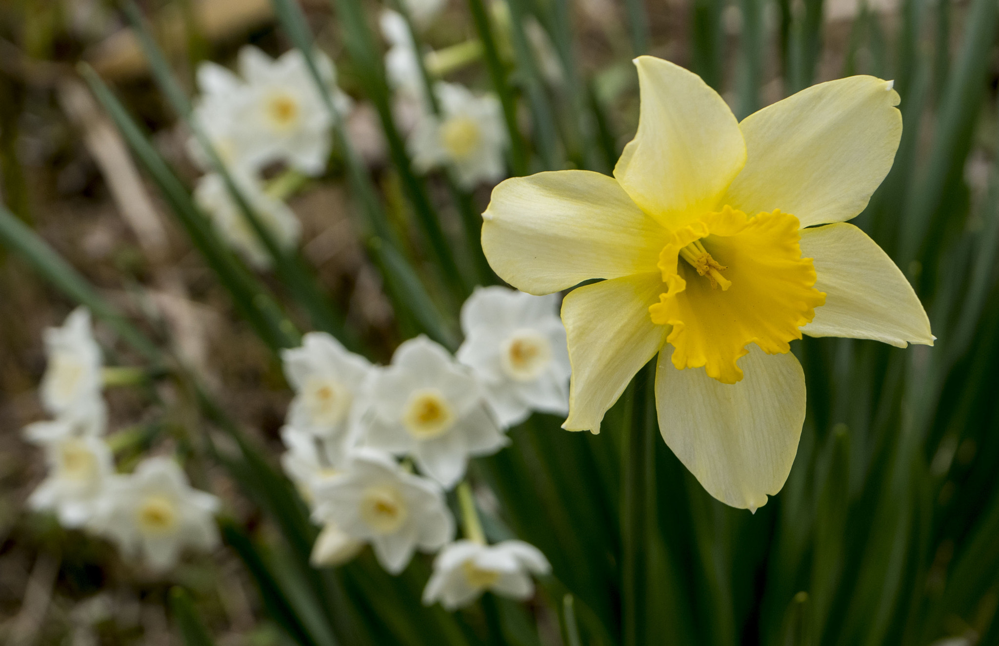 Panasonic Lumix DMC-GM5 + Panasonic Leica DG Macro-Elmarit 45mm F2.8 ASPH OIS sample photo. Narcissus photography