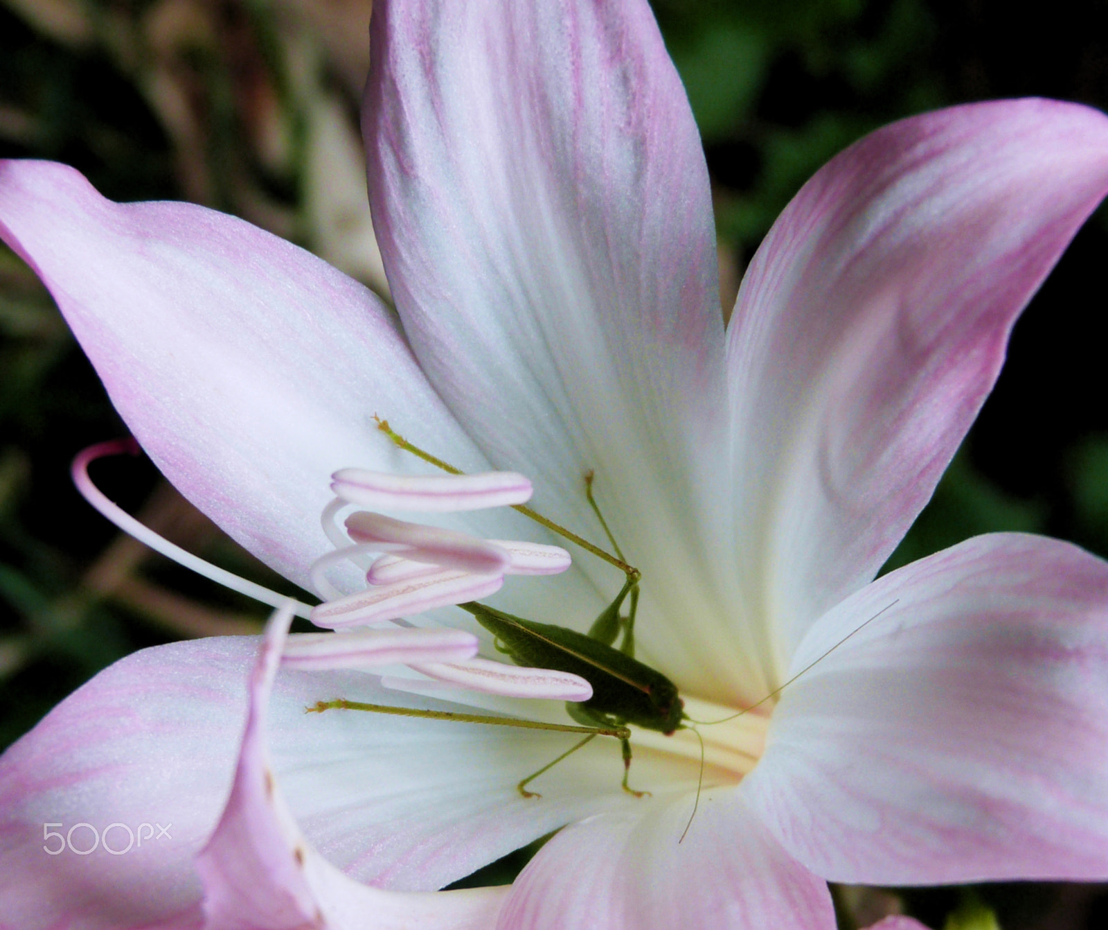 Panasonic Lumix DMC-FZ47 (Lumix DMC-FZ48) sample photo. Flor rosa e insecto photography