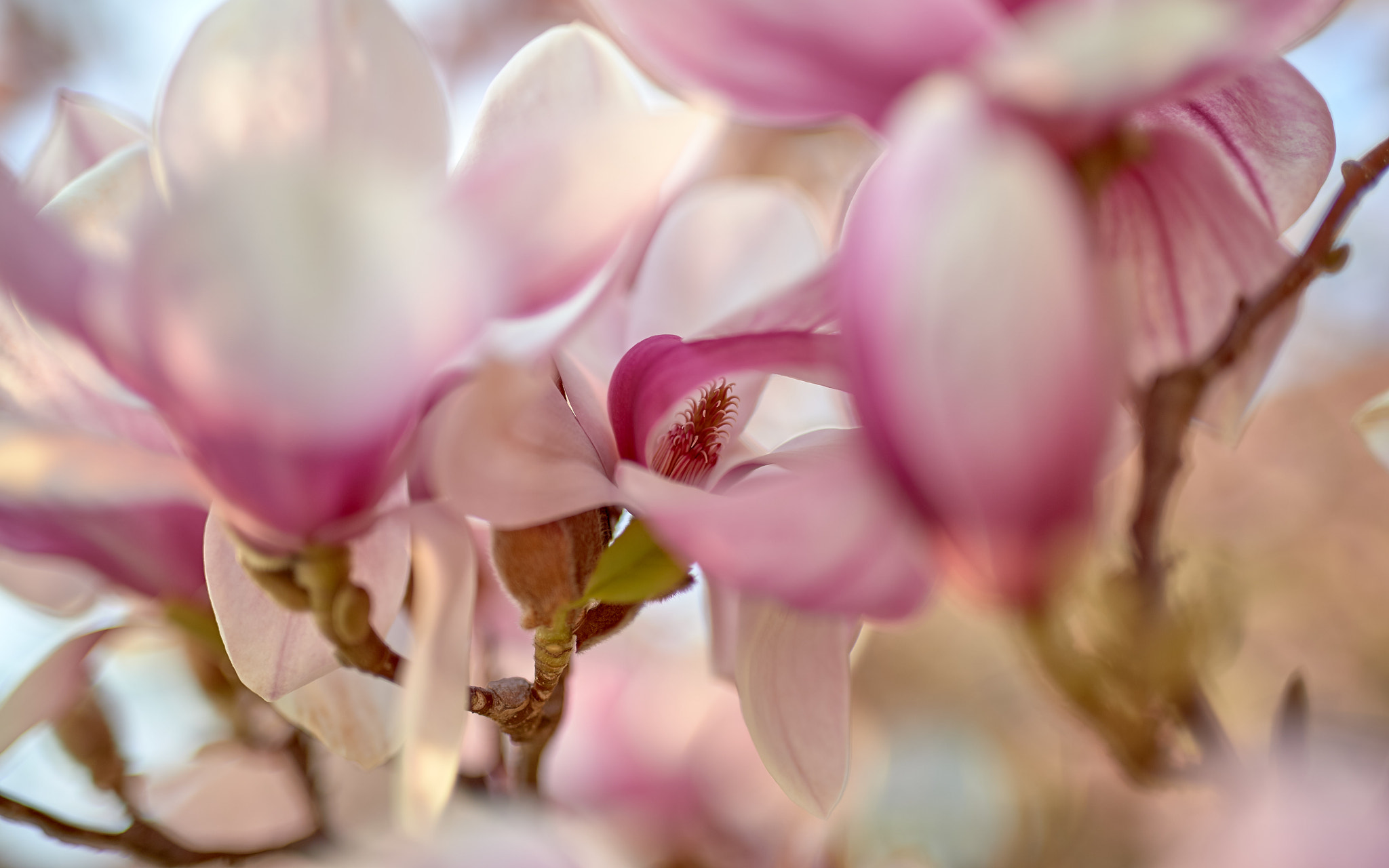 Nikon D4S + Sigma 50mm F1.4 DG HSM Art sample photo. Magnolia blossom_1 photography