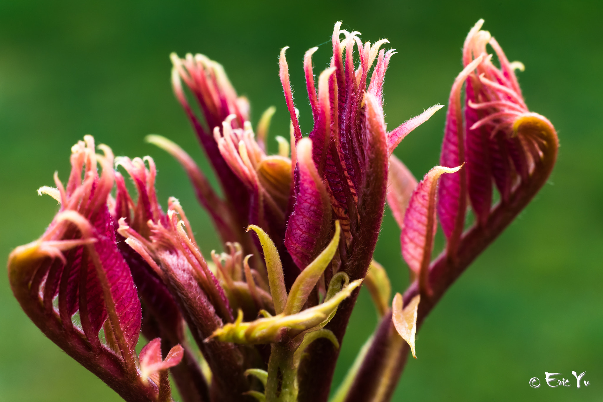 Nikon D750 + Nikon AF Nikkor 50mm F1.8D sample photo. Toona sinensis photography