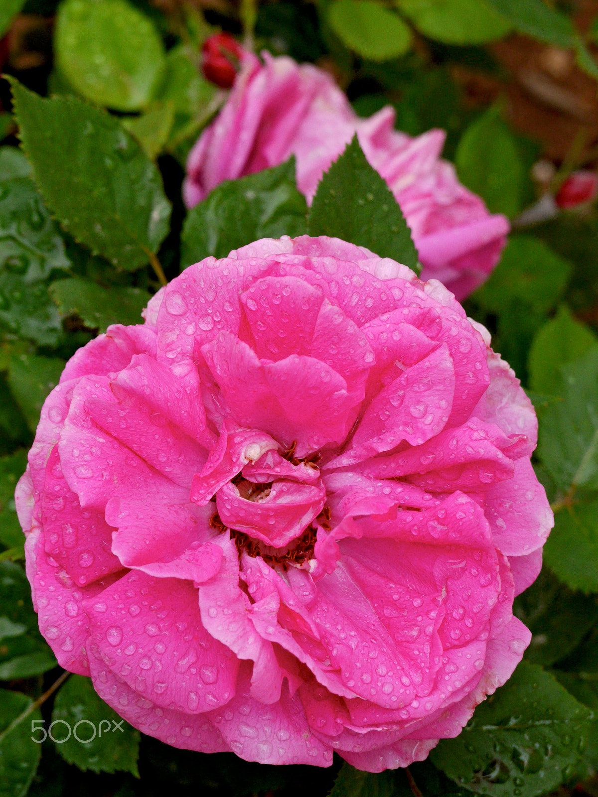 Panasonic Lumix G Vario 45-200mm F4-5.6 OIS sample photo. Damask rose photography