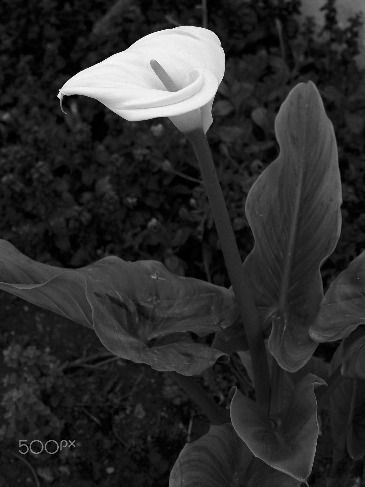 Panasonic Lumix DMC-G1 sample photo. Lily photography