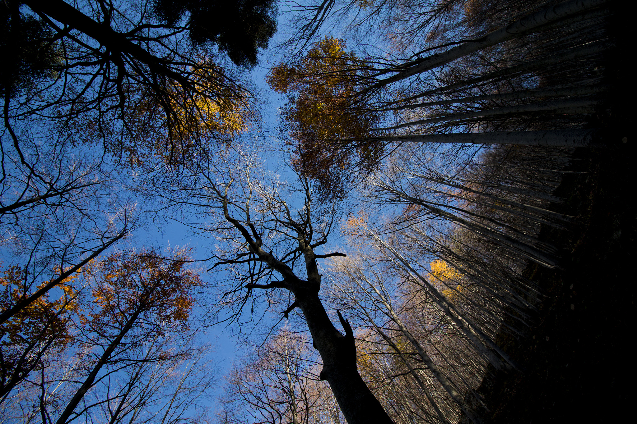 Canon EOS 70D sample photo. Autumn's trees photography