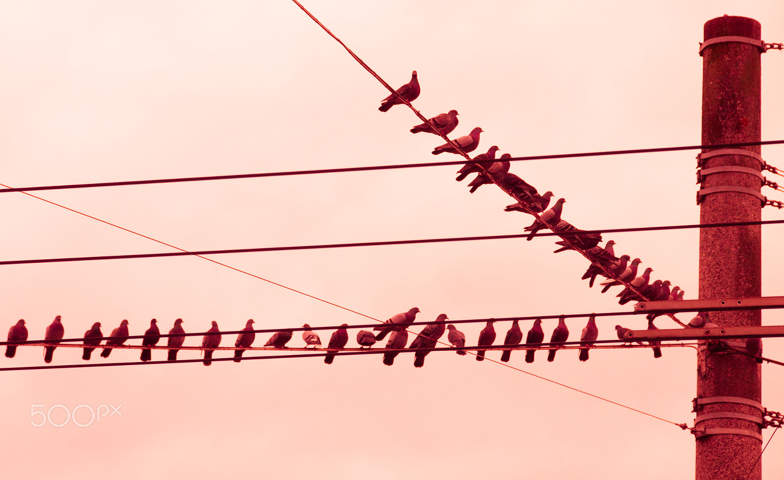 Sigma 18-250mm F3.5-6.3 DC OS HSM sample photo. Red flying rats photography