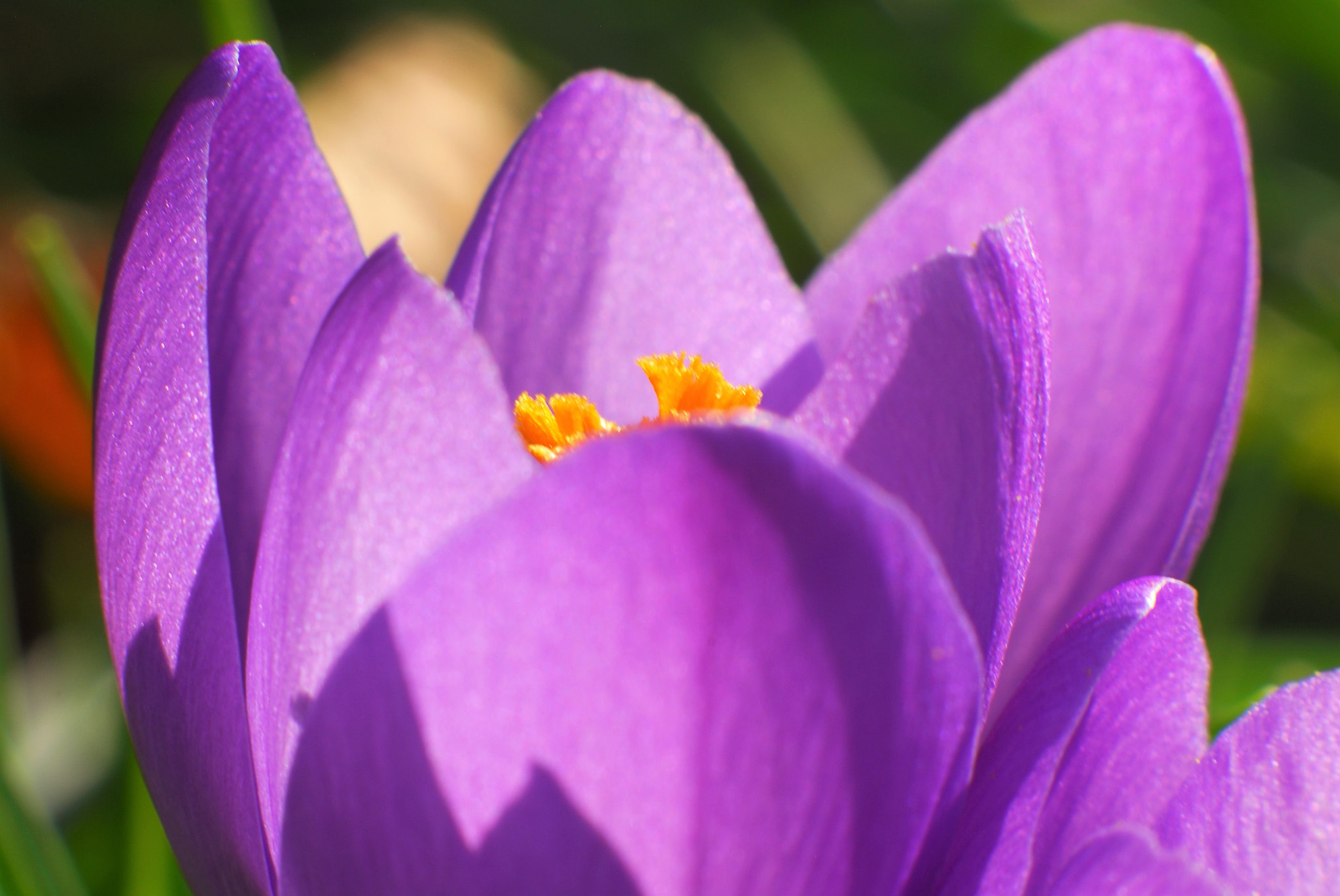 Nikon D200 sample photo. Spring colors photography