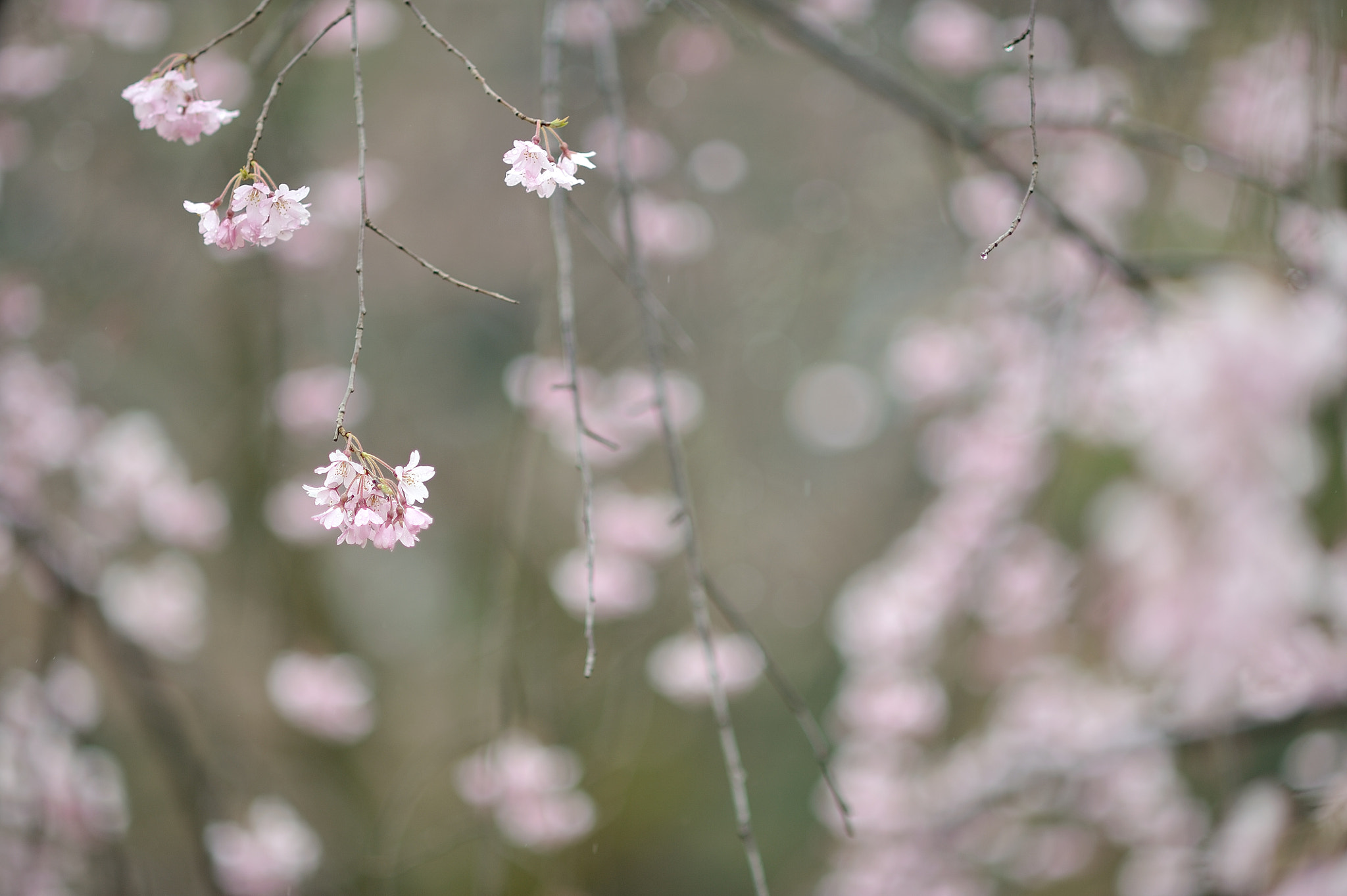 AF DC-Nikkor 135mm f/2D sample photo. Spring for tokyoites photography