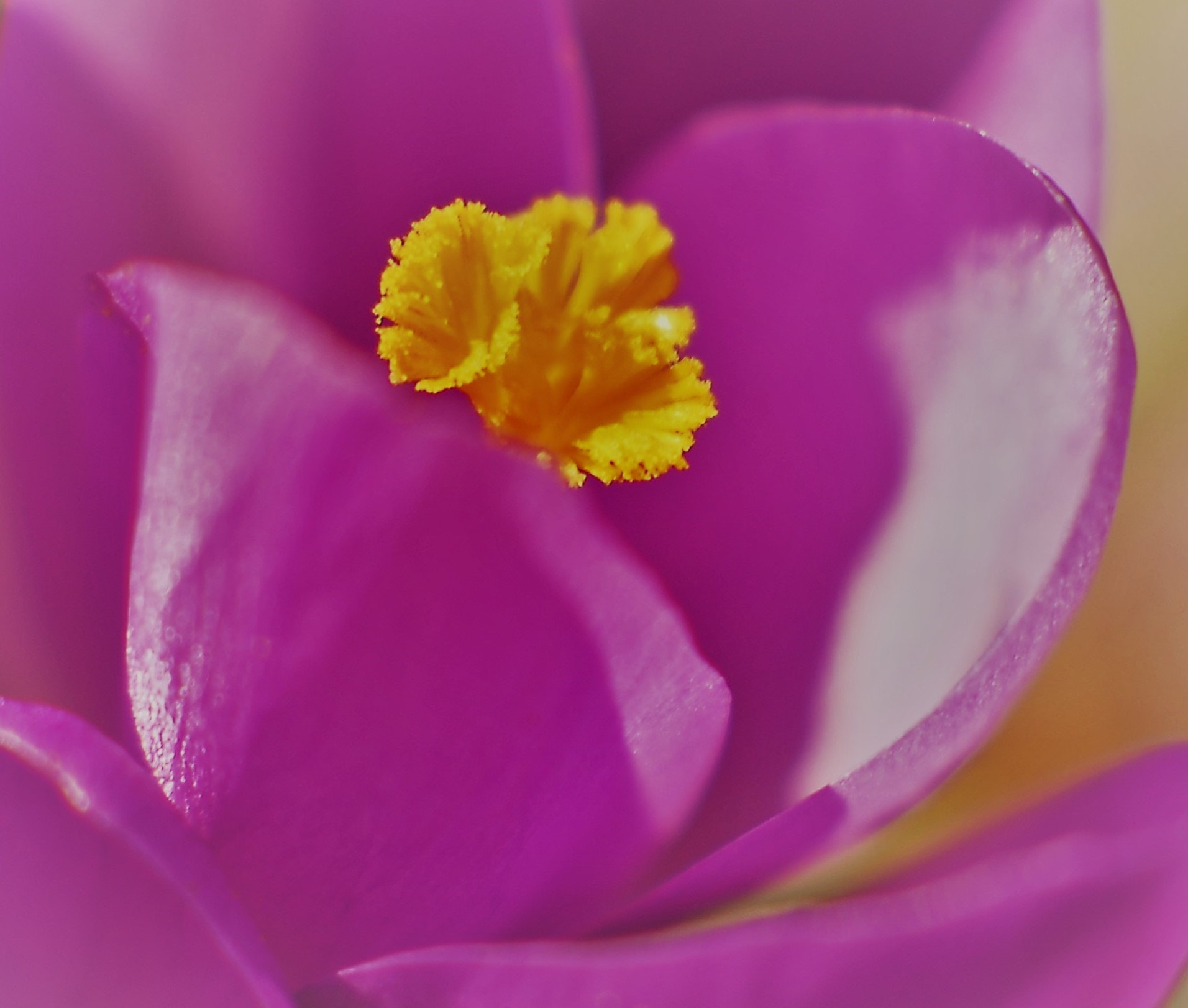 Nikon D200 sample photo. Petals photography