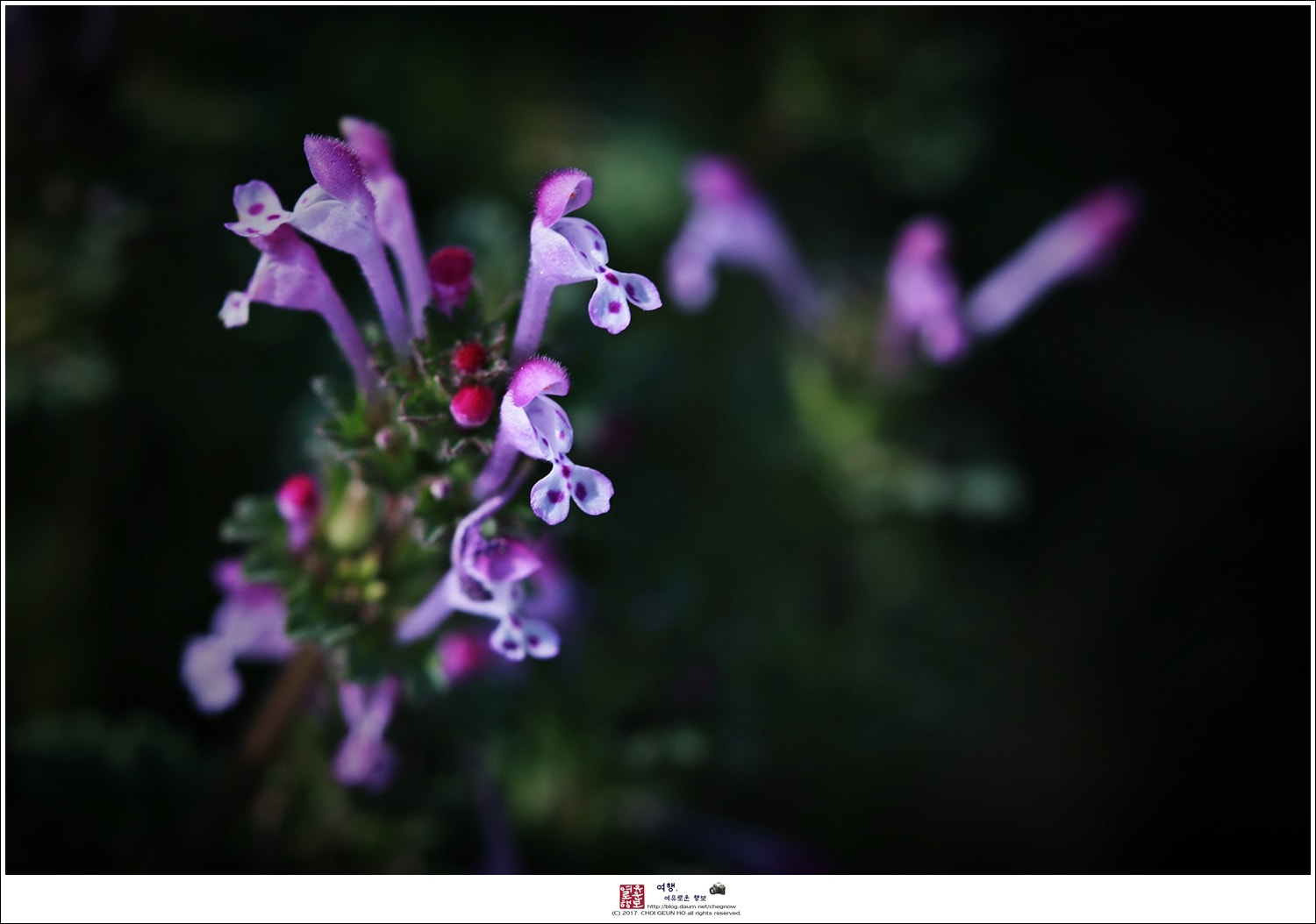Canon EF 100mm F2.8 Macro USM sample photo