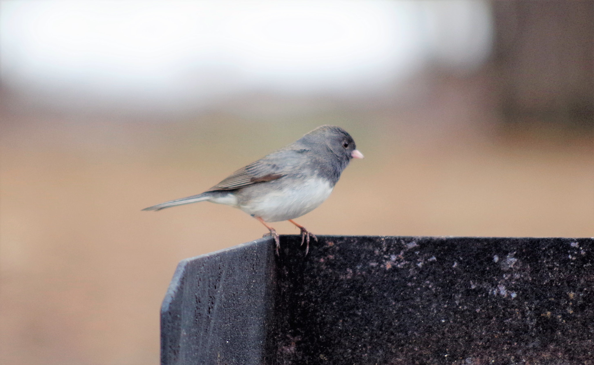 smc PENTAX-DA L 55-300mm F4-5.8 ED sample photo. Junco photography