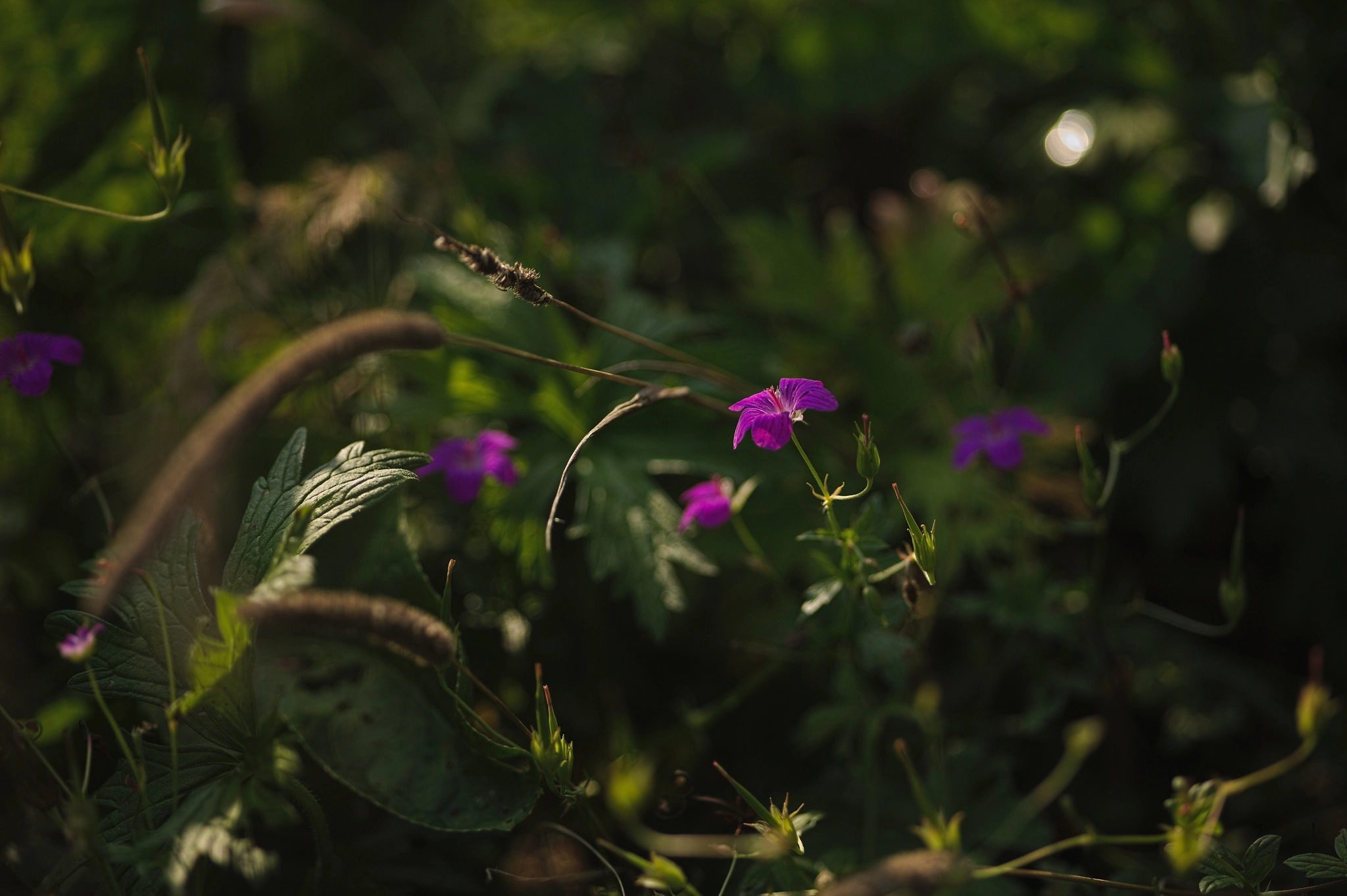 Canon EOS 5D + Sigma 105mm F2.8 EX DG Macro sample photo. Img_3076.jpg photography