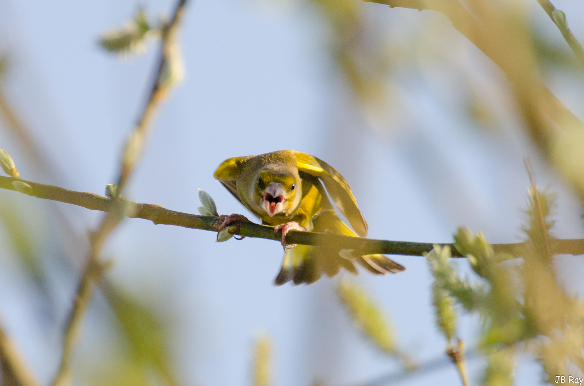 Nikon D7000 + Tamron SP 70-300mm F4-5.6 Di VC USD sample photo. Greenfinches photography