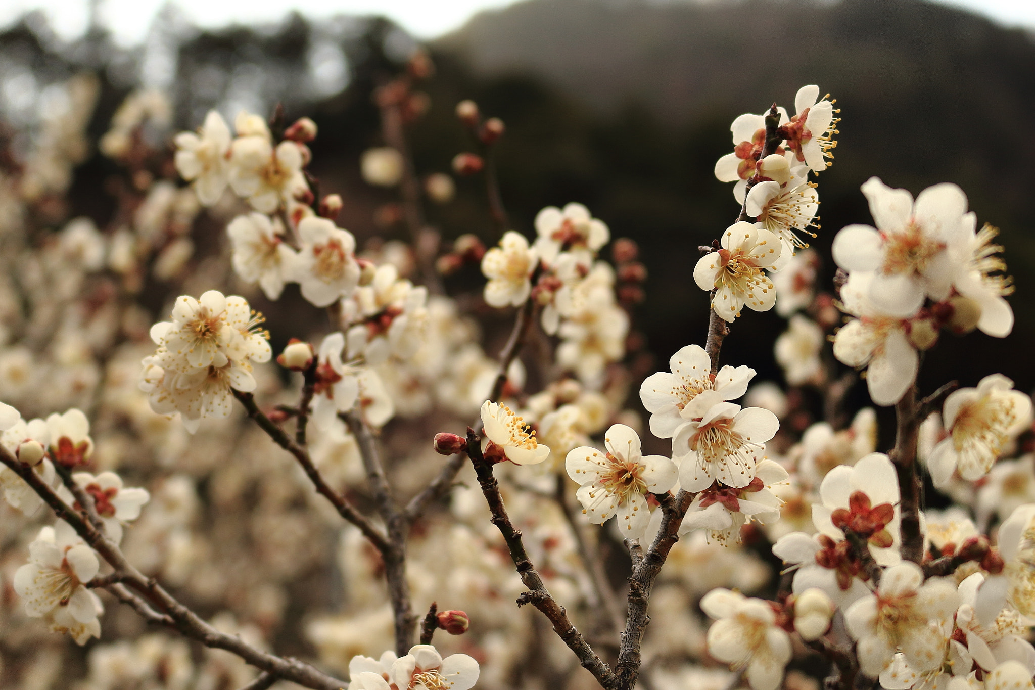 Canon EOS 100D (EOS Rebel SL1 / EOS Kiss X7) sample photo. Plum blossoms photography