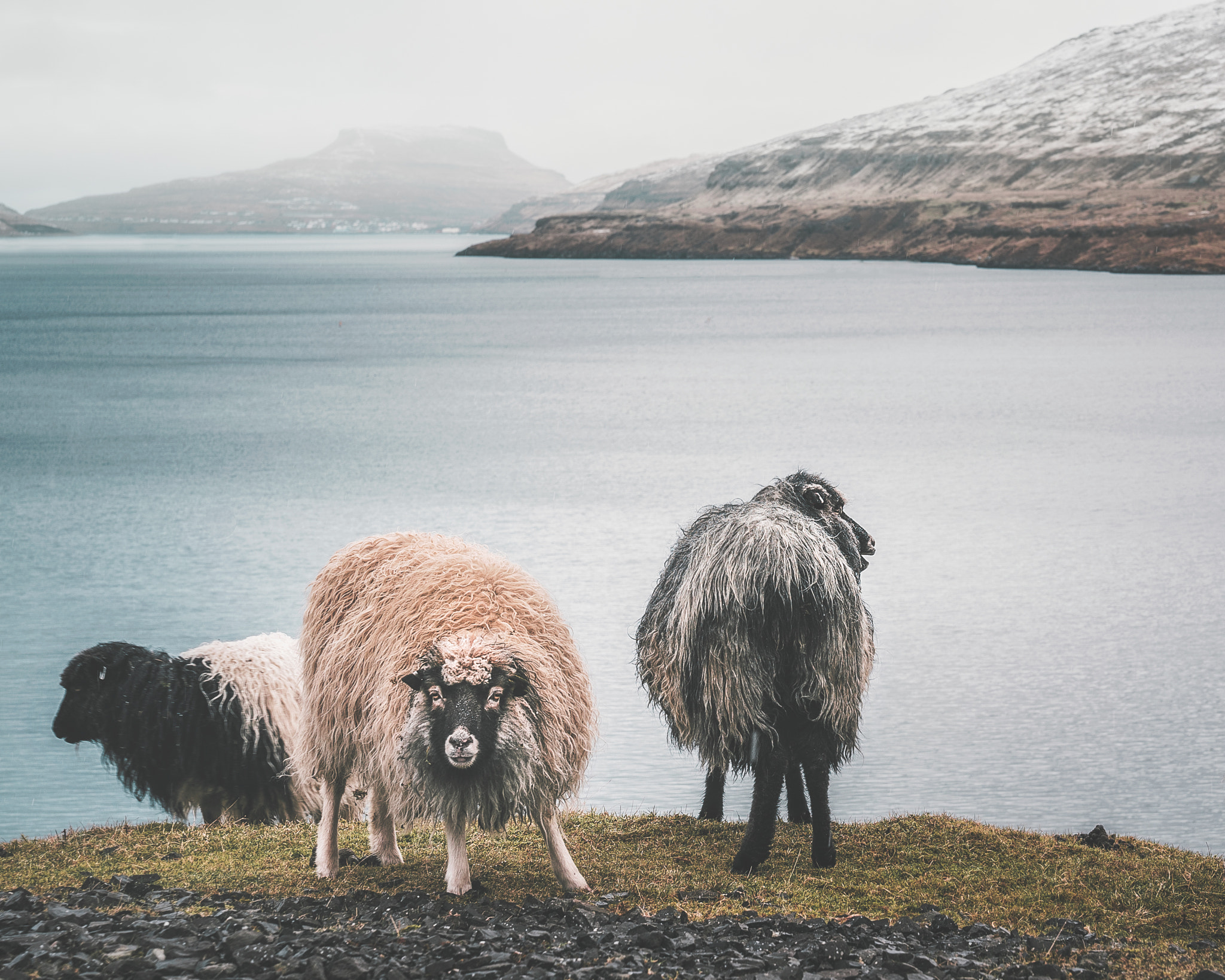 Sony a7S II + Sony FE 24-70mm F2.8 GM sample photo. The sheep of the faroe islands photography
