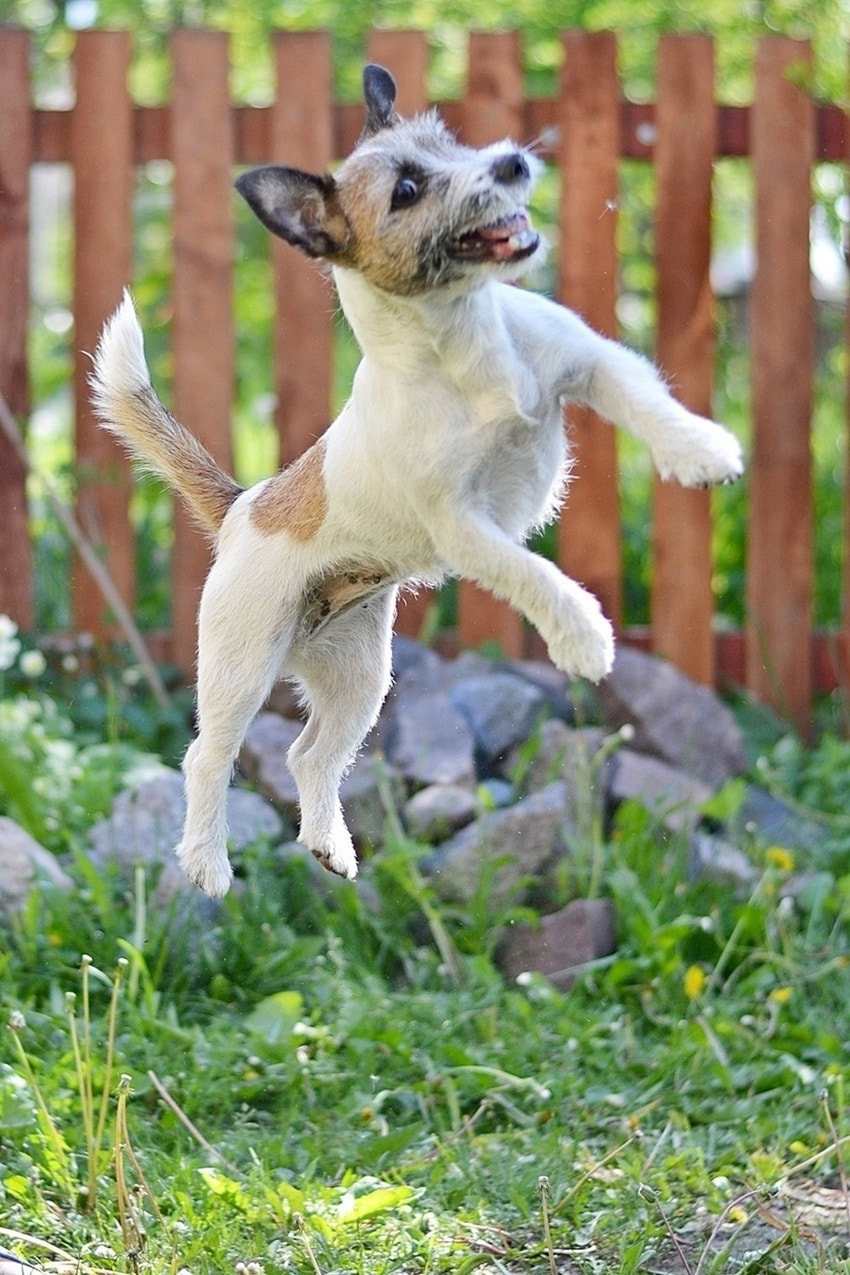 Nikon D3100 + Nikon AF-S Nikkor 50mm F1.8G sample photo. All good dogs go to heaven photography