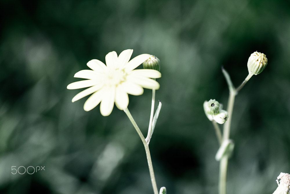 Sigma 70-300mm F4-5.6 APO DG Macro sample photo. The godfather photography