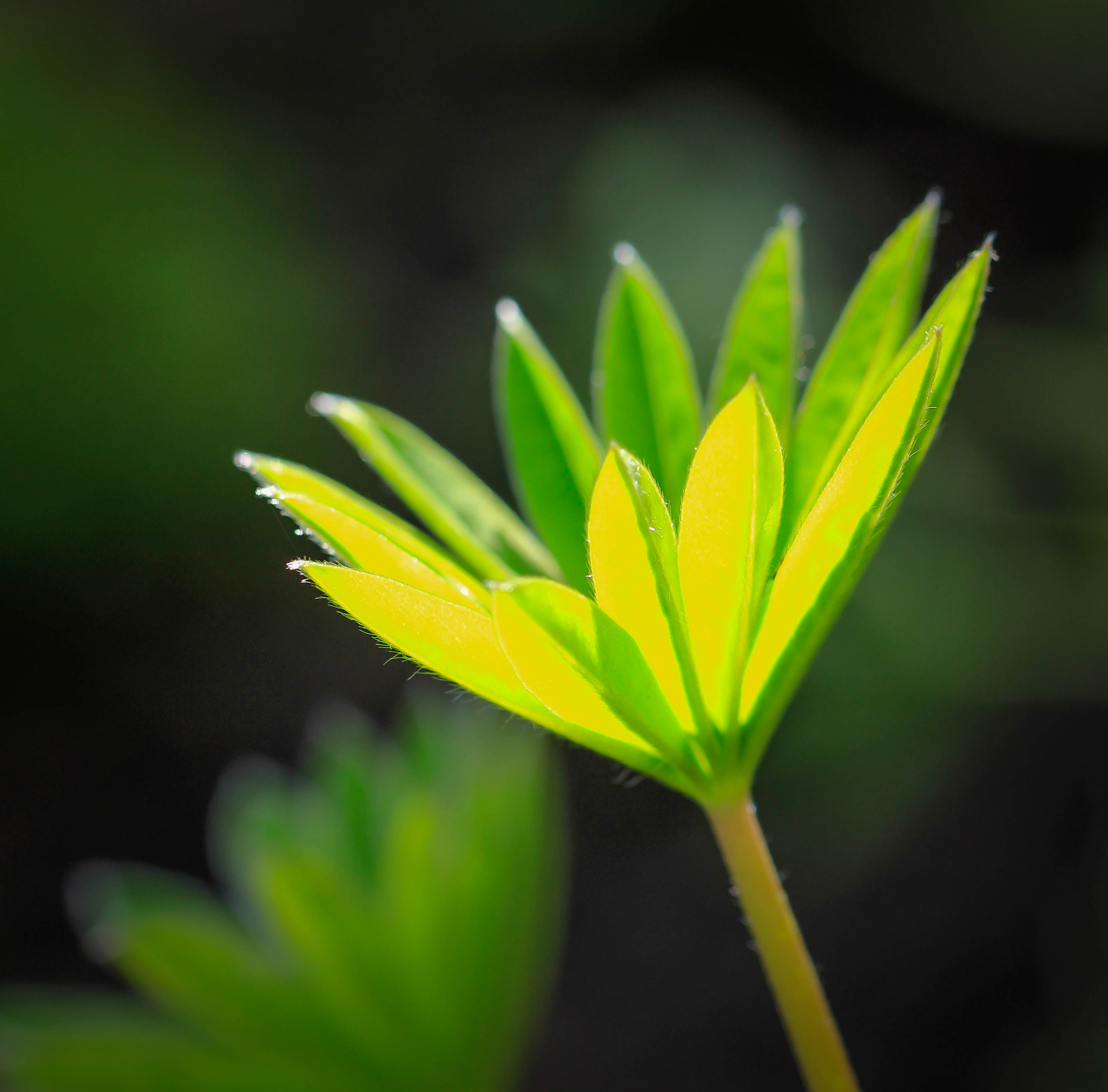 Canon EF 100mm F2.8L Macro IS USM sample photo. Lupin leaf photography