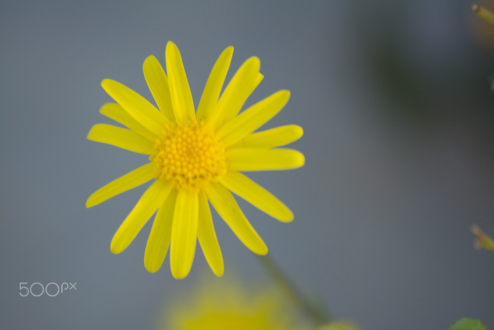 Sigma 70-300mm F4-5.6 APO DG Macro sample photo. Hola  photography