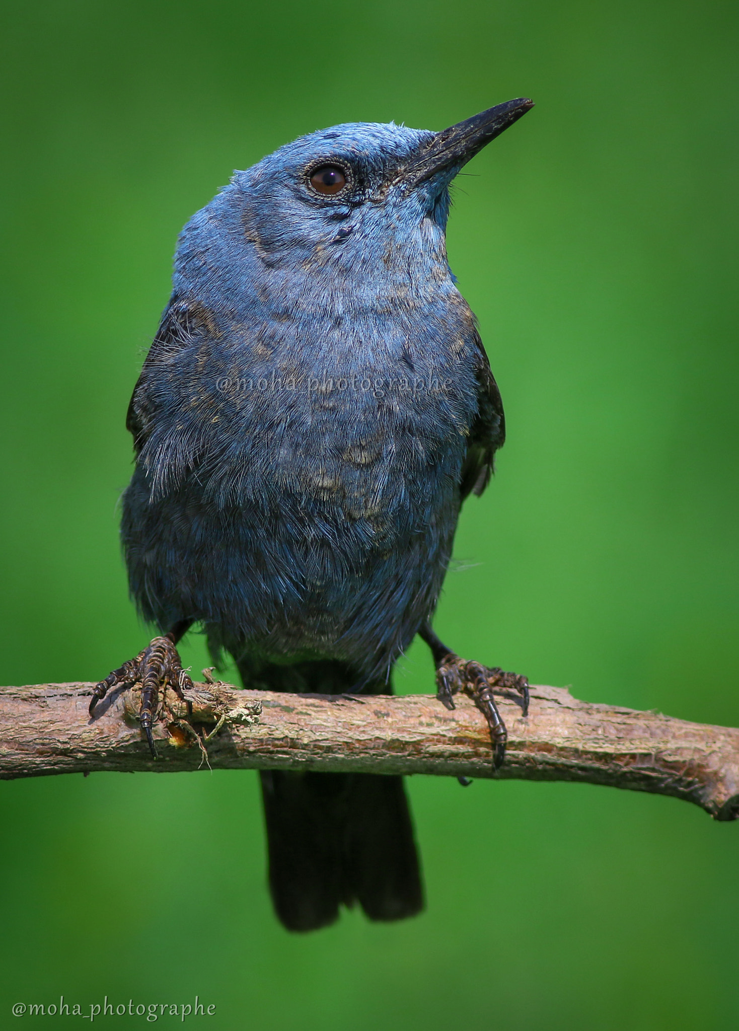 Canon EF 400mm F5.6L USM sample photo. الاسم العربي(السمنة الغرابية - سمنة الصخور الزرقاء) photography