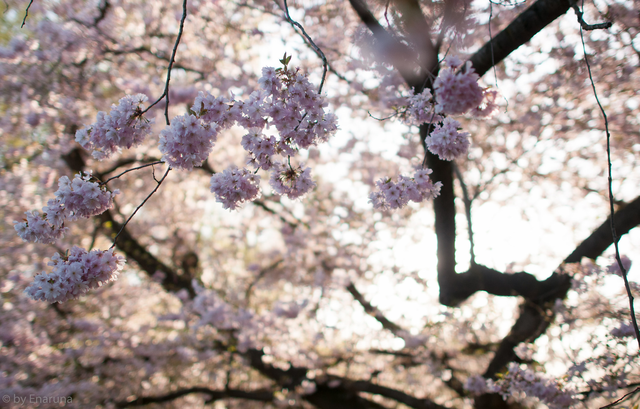 Nikon AF-S Nikkor 24mm F1.4G ED sample photo. Japanese flowering cherry photography