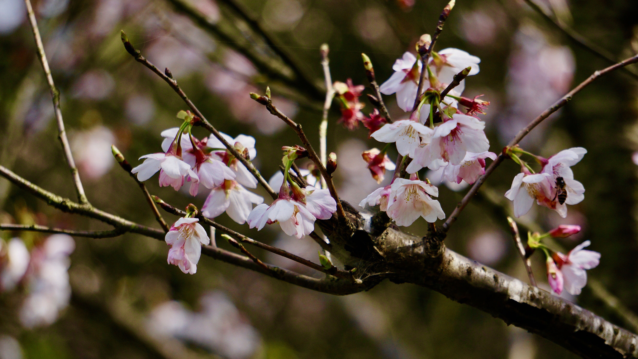 Sony E 55-210mm F4.5-6.3 OSS sample photo