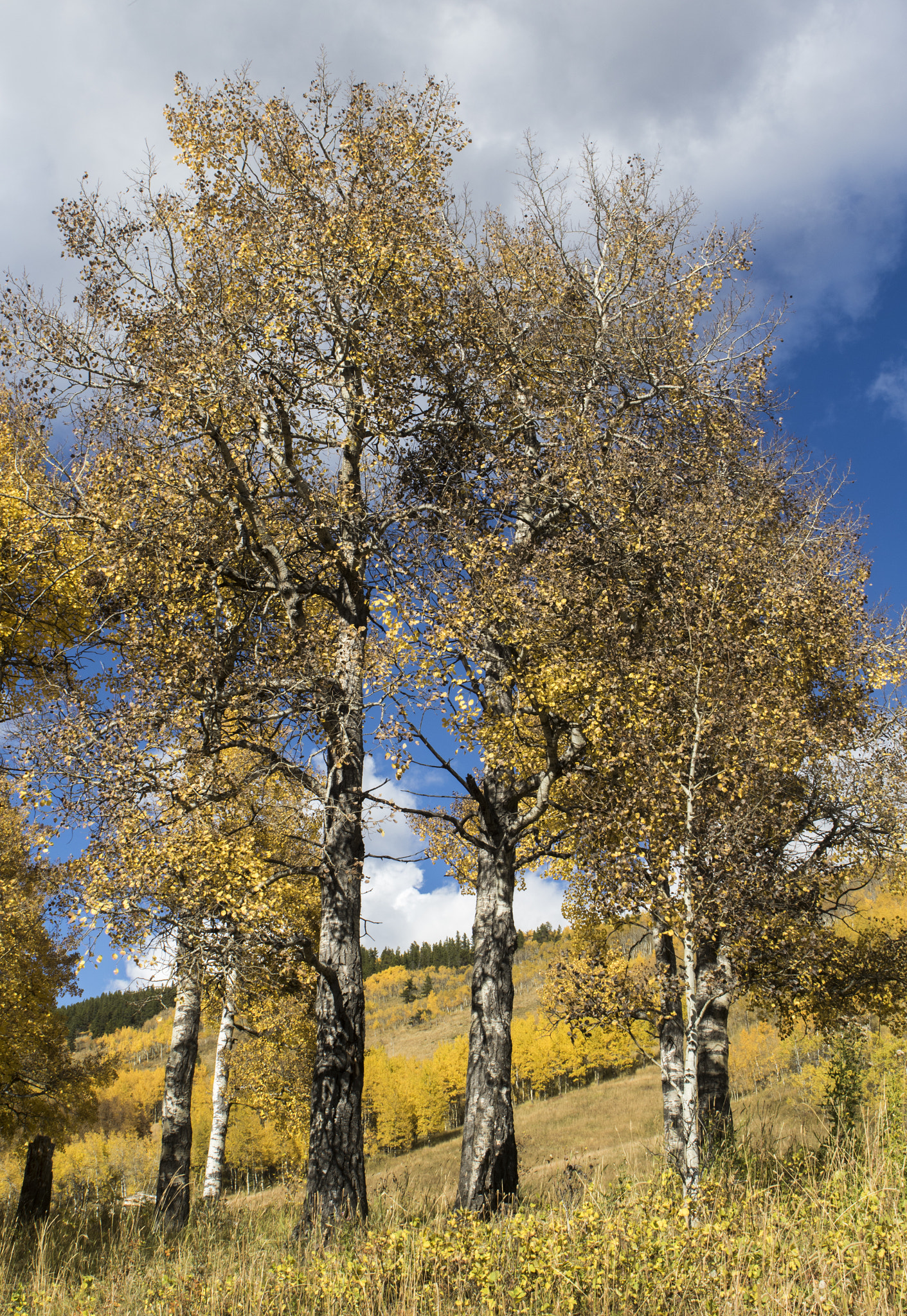 Canon EF 24-70mm F2.8L USM sample photo. Sheep tree photography