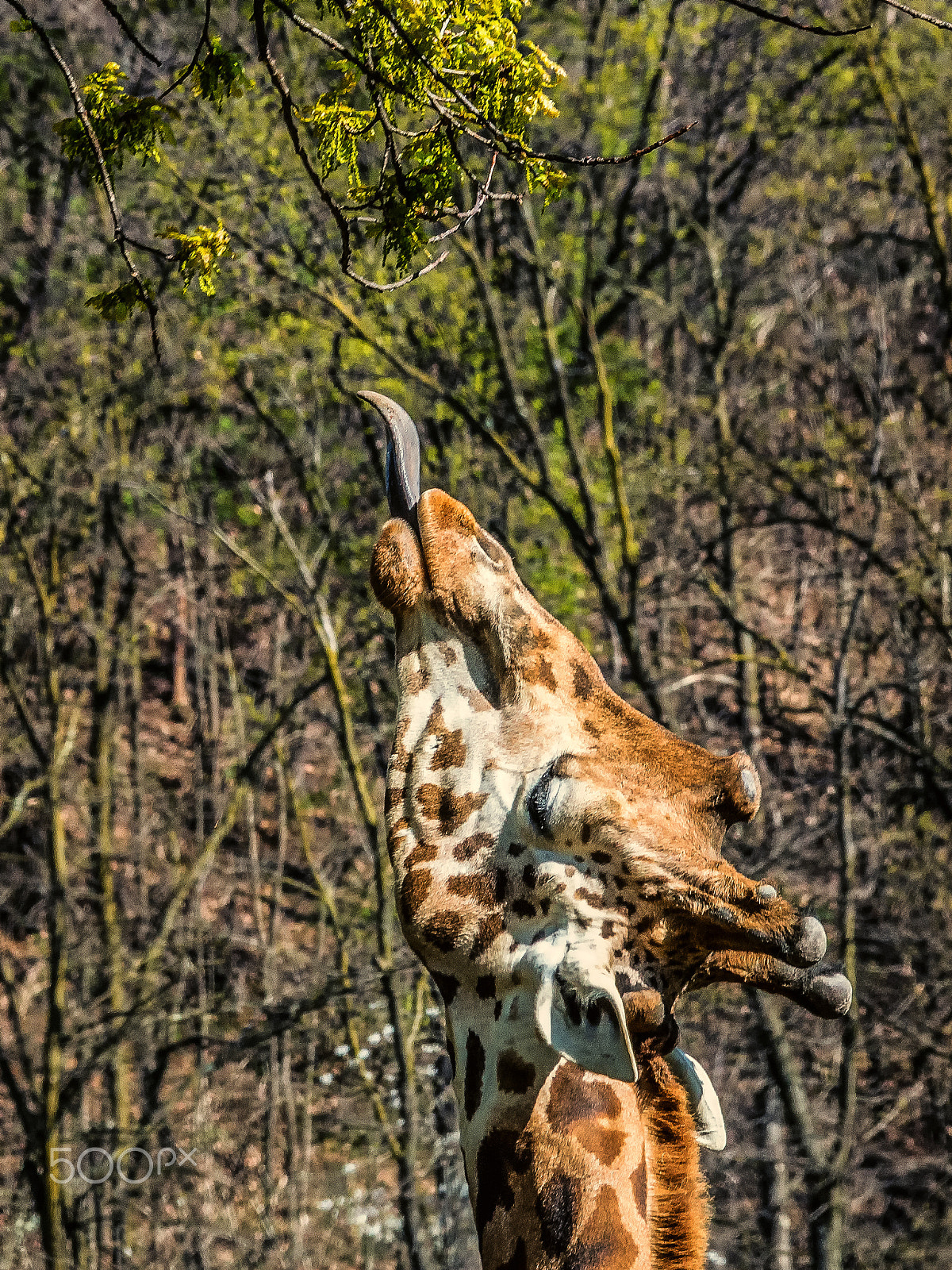 Nikon D7200 sample photo. Masai giraffe (giraffa tippelskirchi) dinner time photography