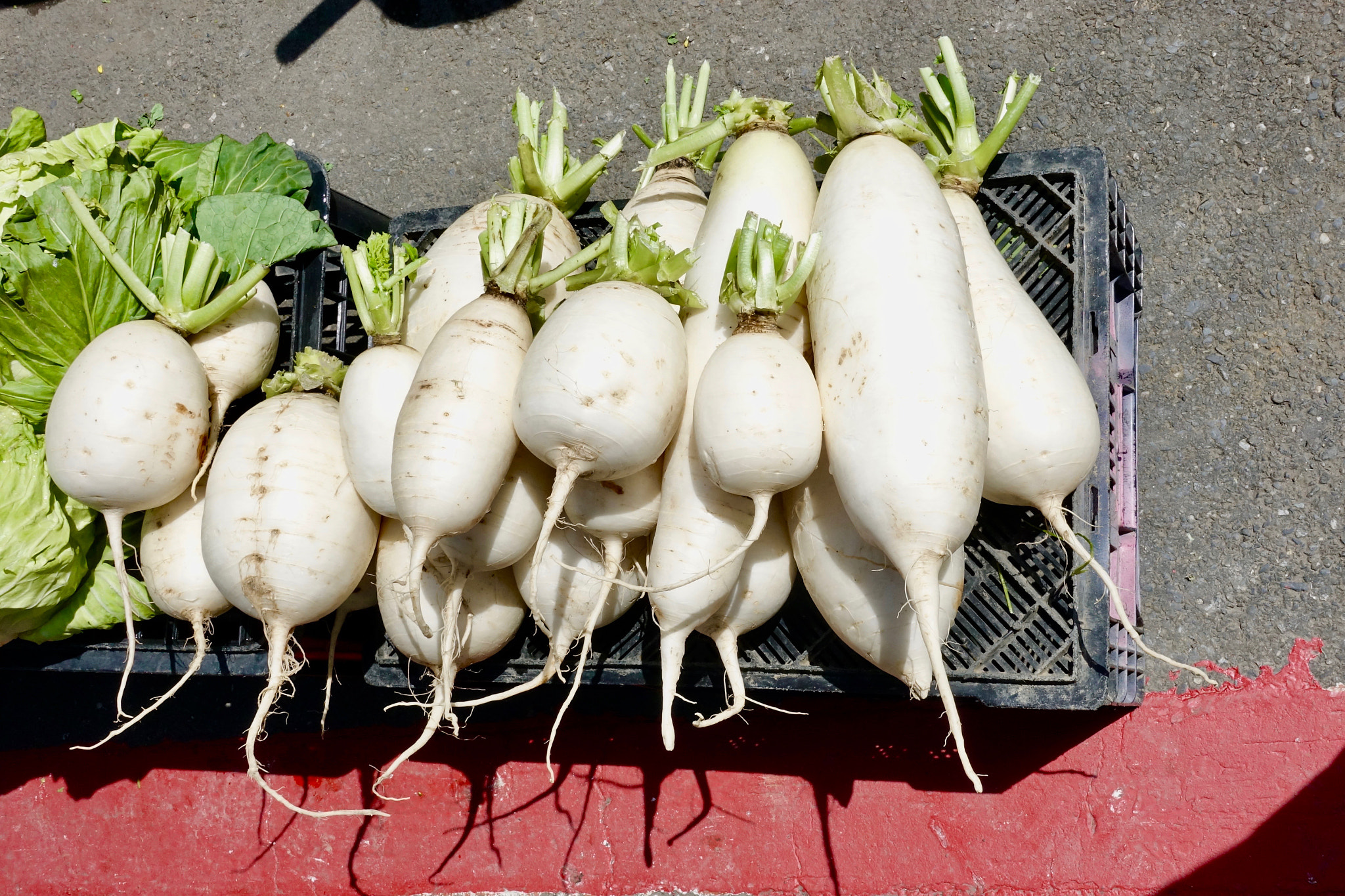 Sony 24-70mm F1.8-2.8 sample photo. Vegetarian mice photography