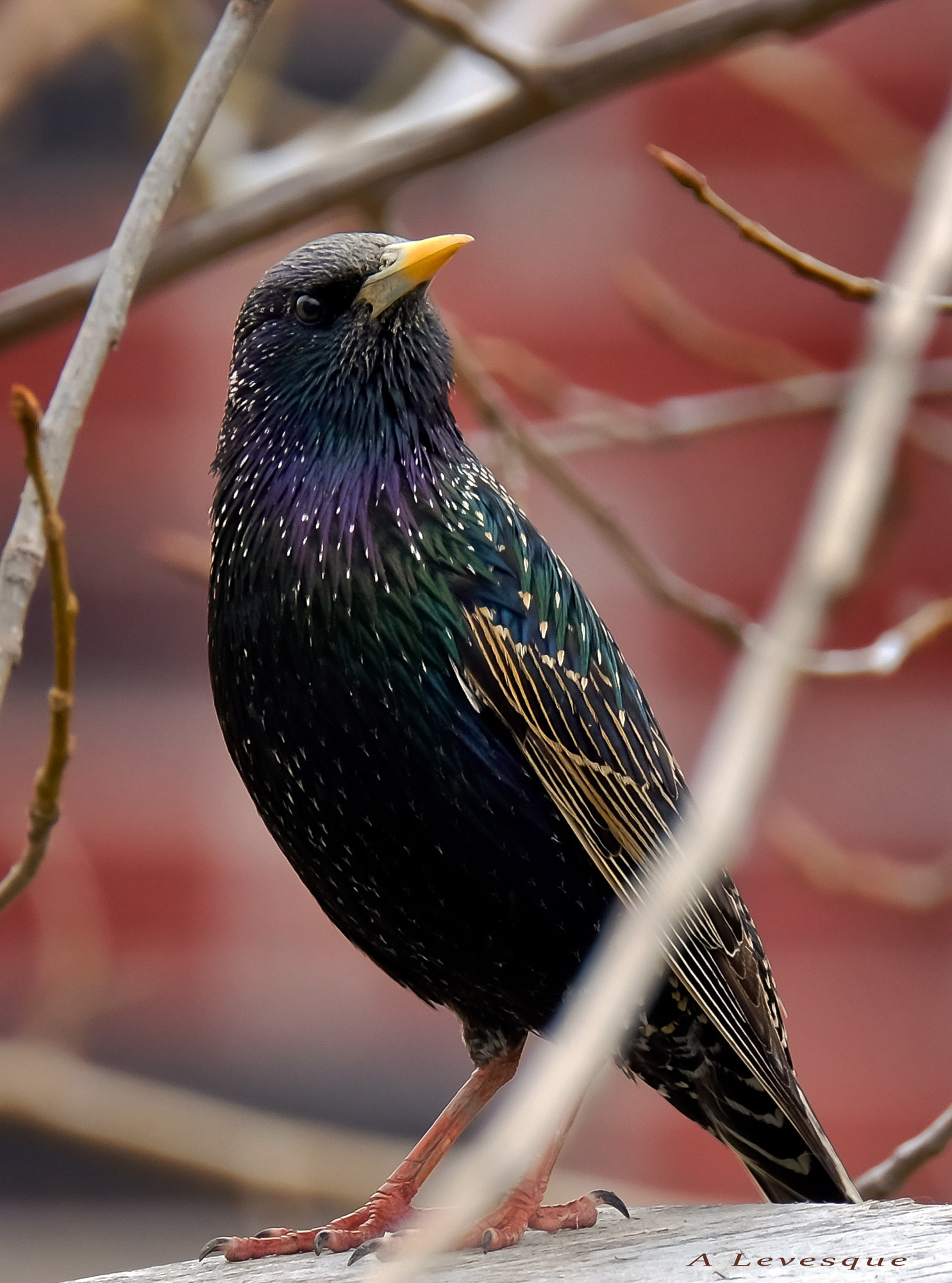 XF100-400mmF4.5-5.6 R LM OIS WR + 1.4x sample photo. European starling photography