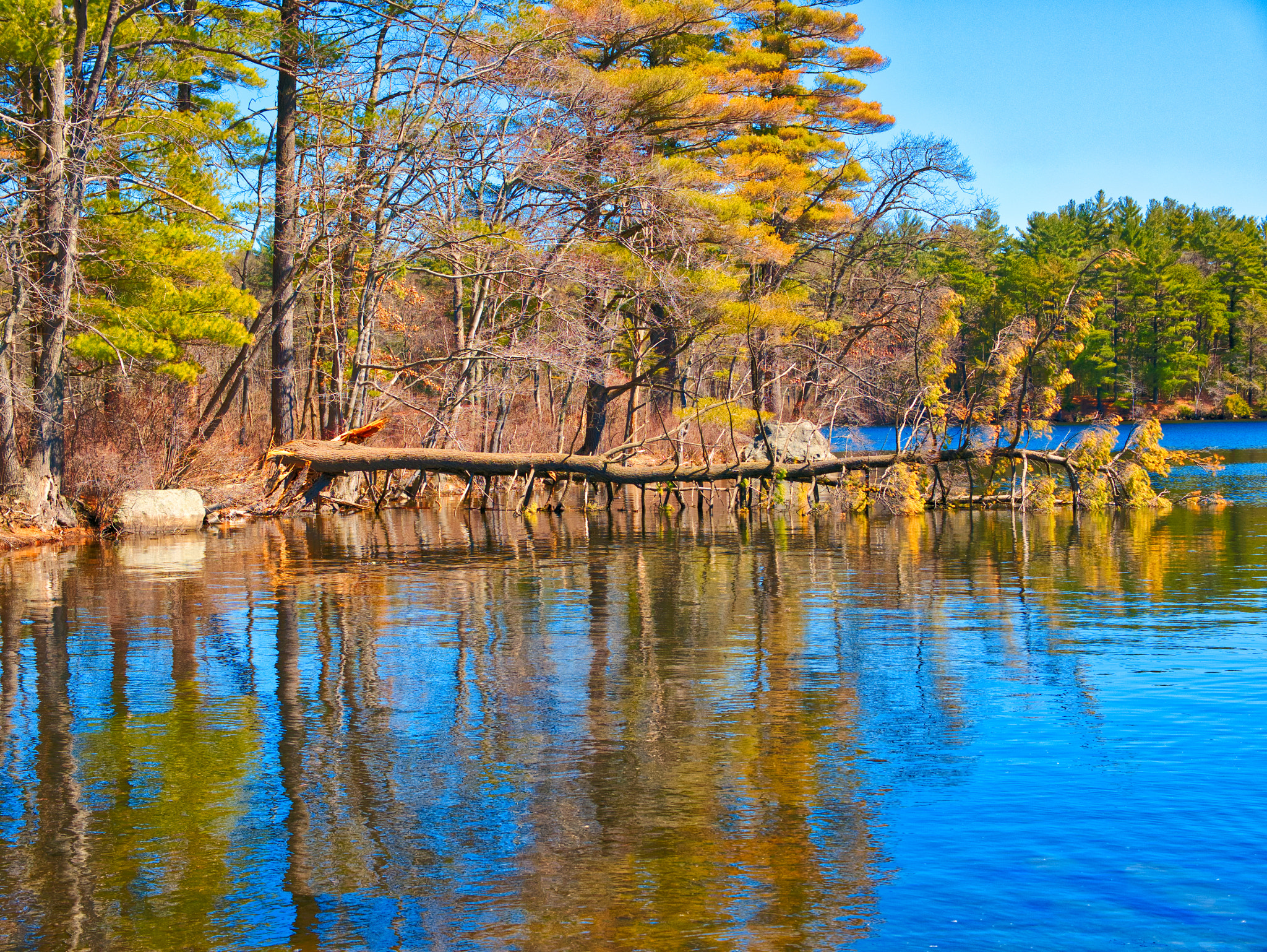 Panasonic Lumix G X Vario 12-35mm F2.8 ASPH Power OIS sample photo. Fallen tree photography