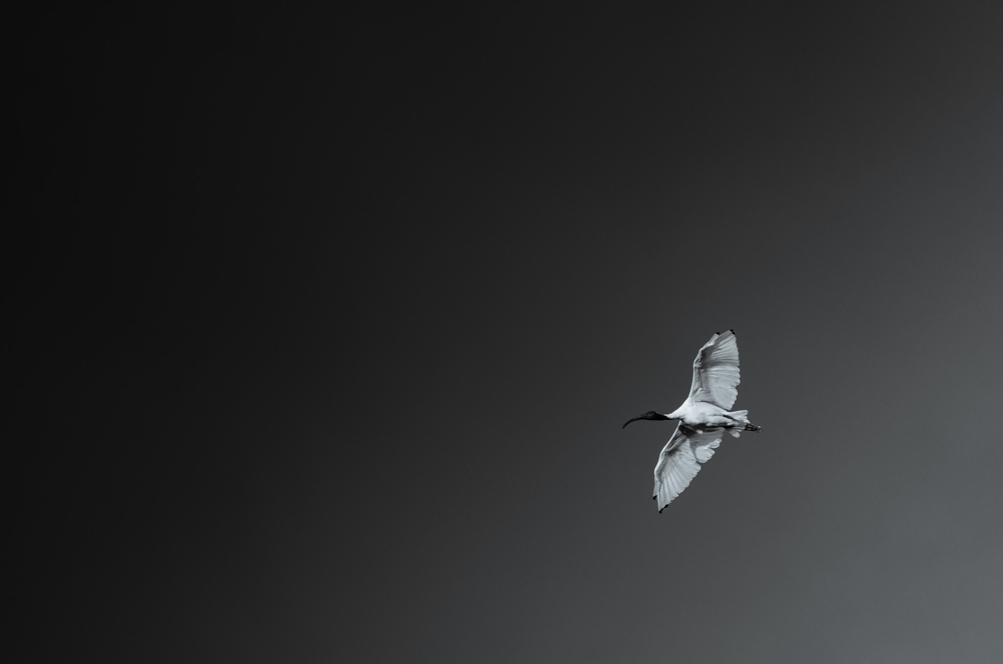 Nikon D5100 sample photo. Ibis flying - black & white photography