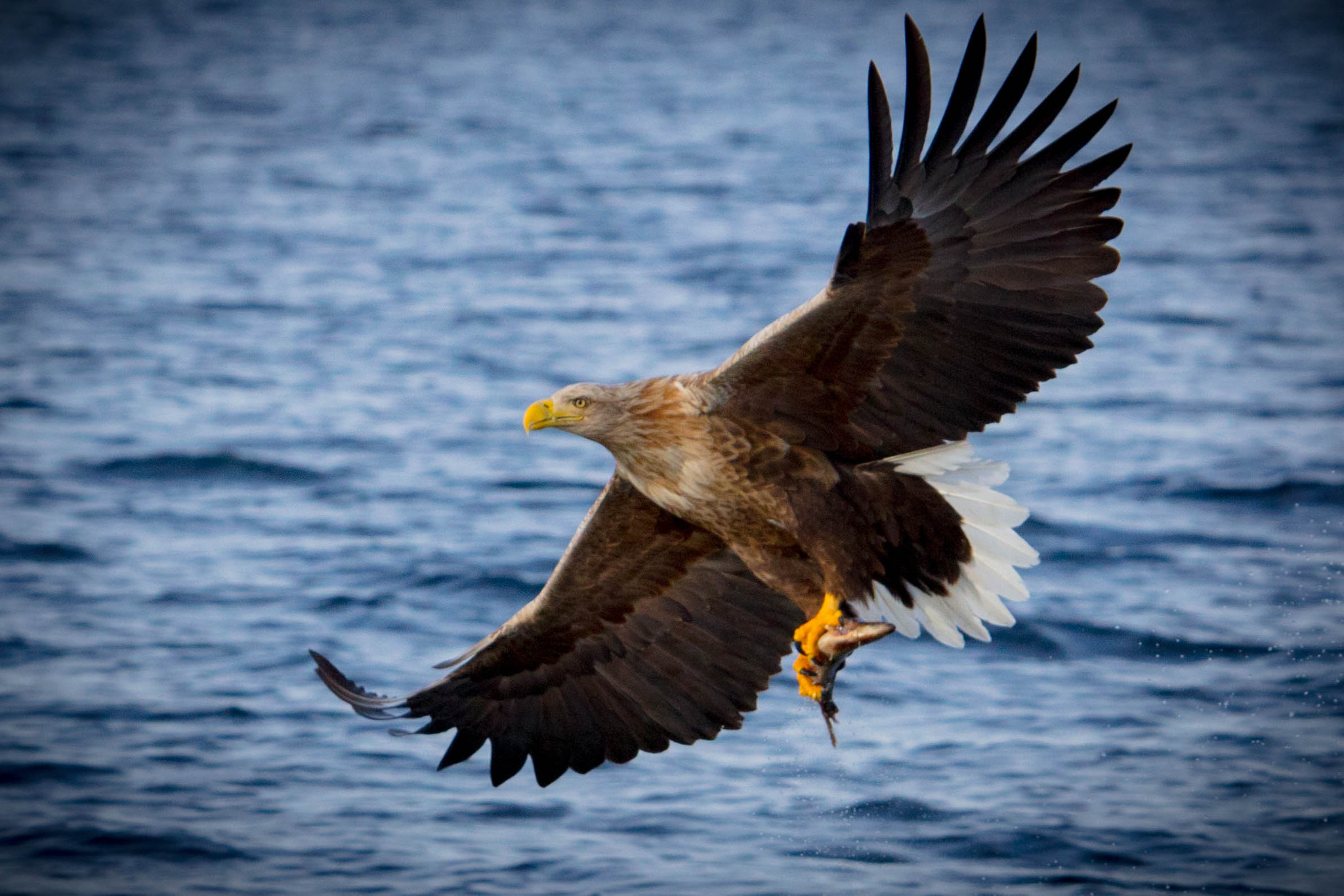 Canon EOS 5DS R + Canon EF 70-200mm F2.8L IS USM sample photo. Sea eagle photography