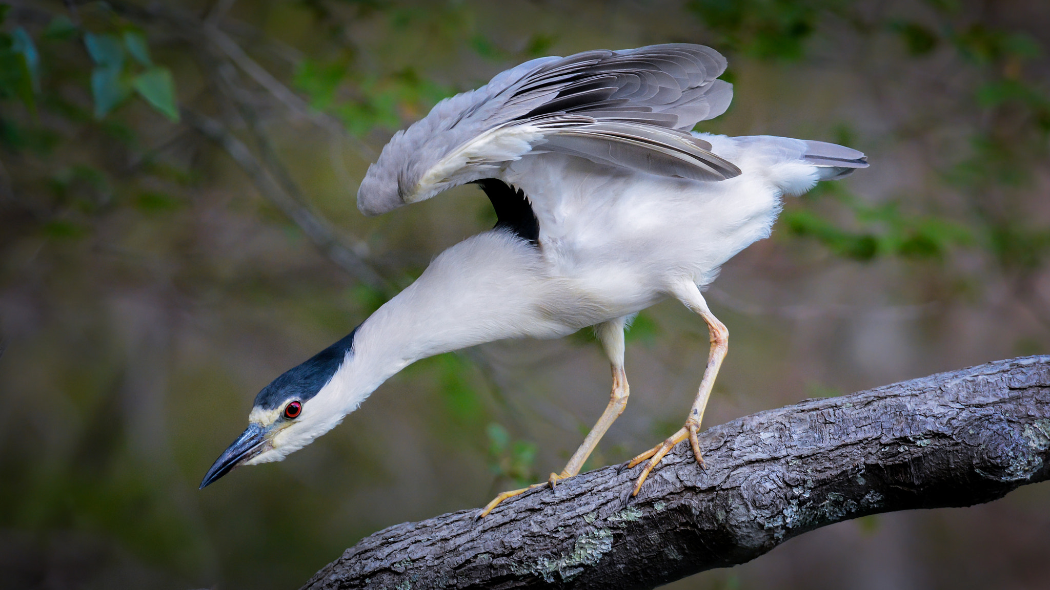 Nikon AF-S Nikkor 300mm F2.8G ED-IF VR sample photo. Black-crowned night-heron photography