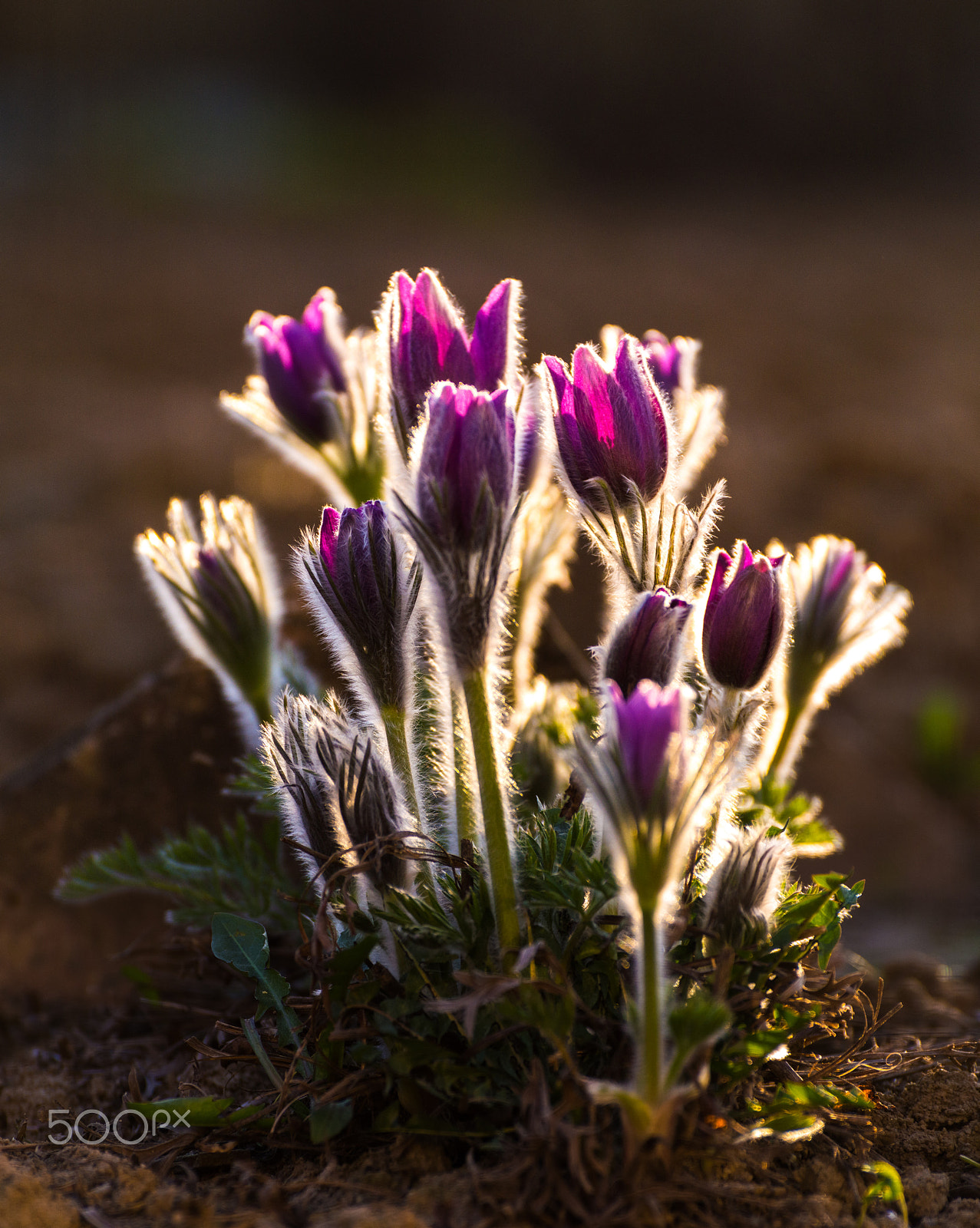 Nikon D3200 sample photo. Pulsatilla photography