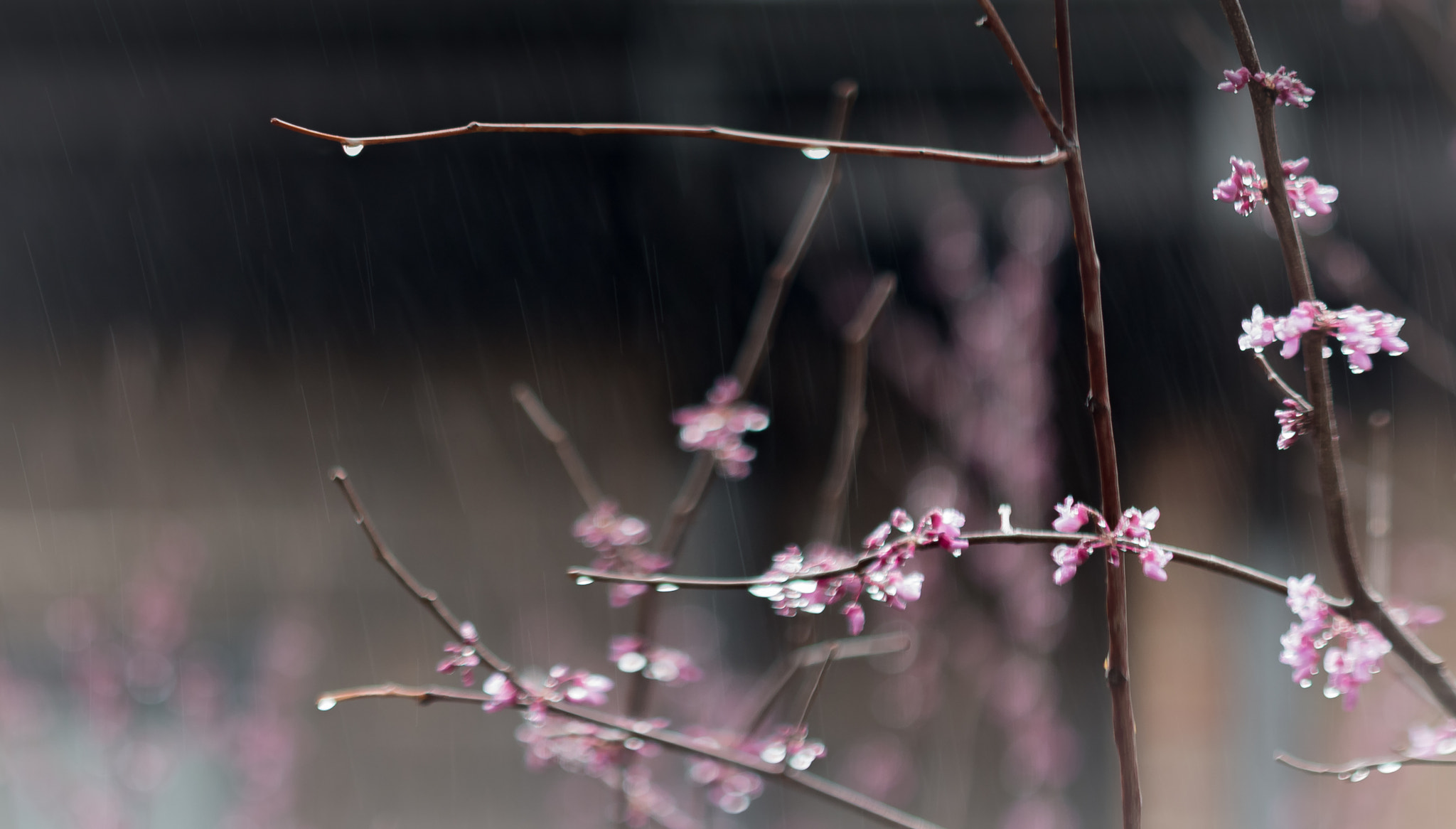 Canon EOS 700D (EOS Rebel T5i / EOS Kiss X7i) sample photo. Spring rain photography